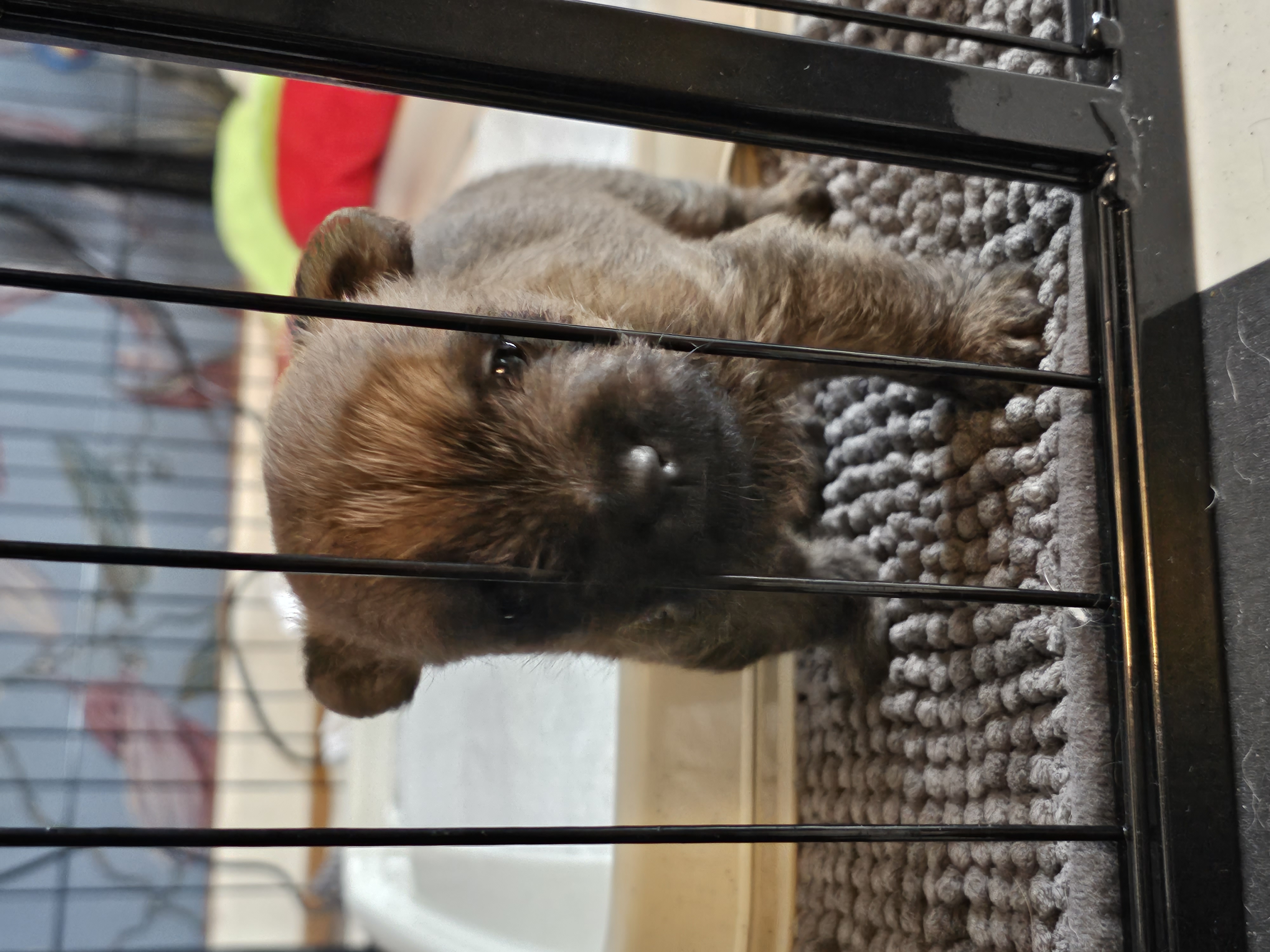 Vun Attilbrigga Cairn Terrier