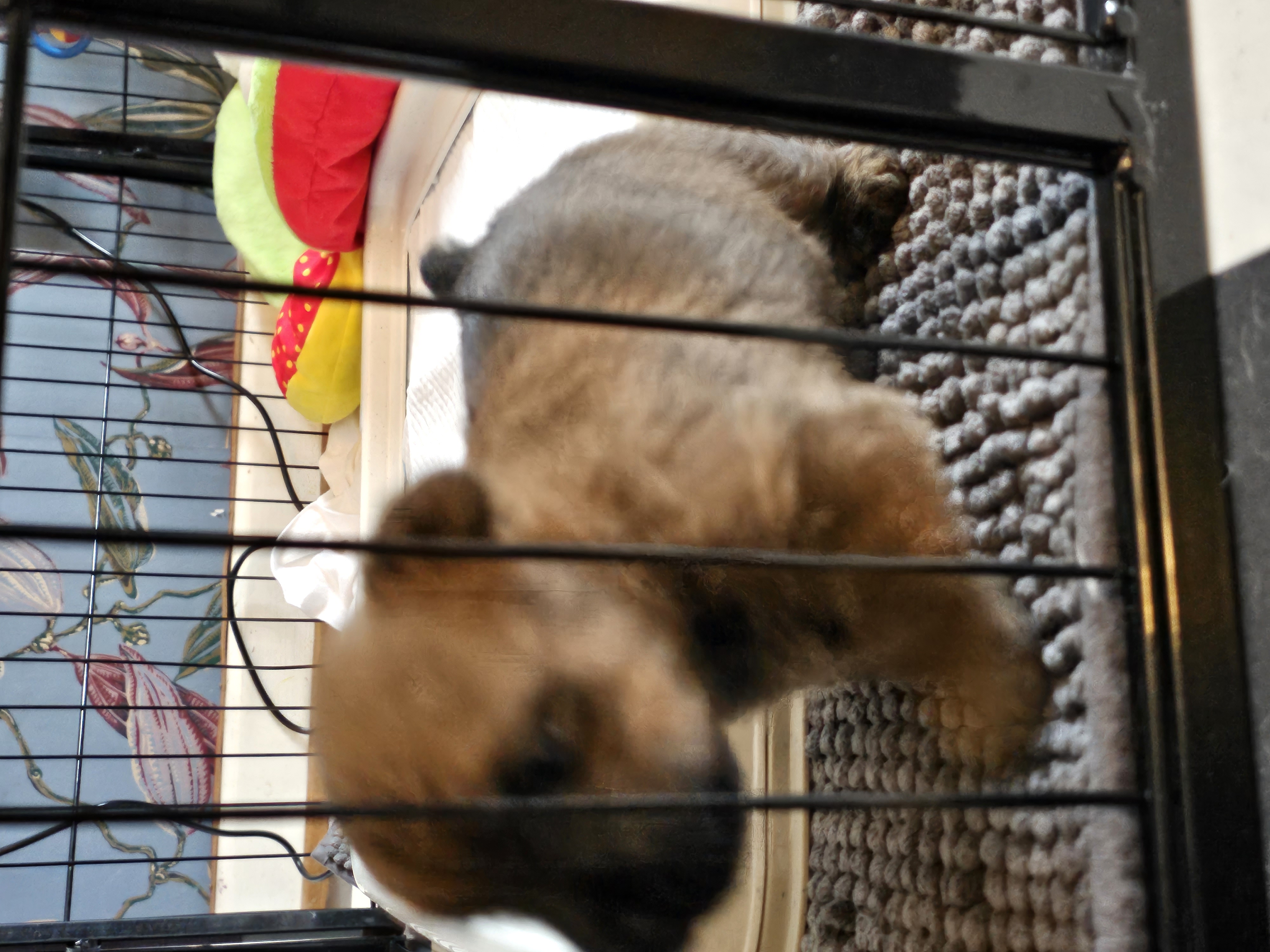 Vun Attilbrigga Cairn Terrier