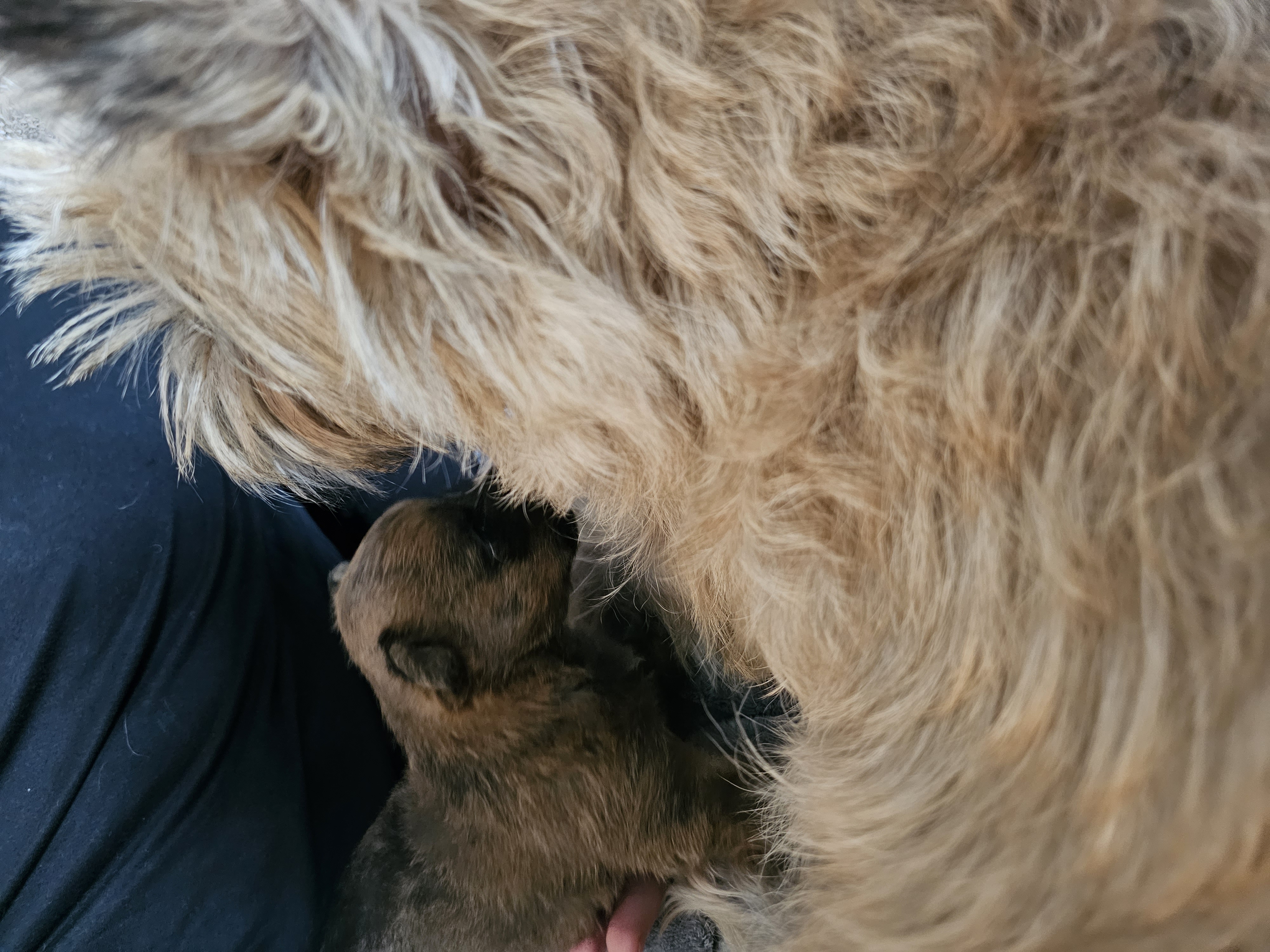 Vun Attilbrigga Cairn Terrier