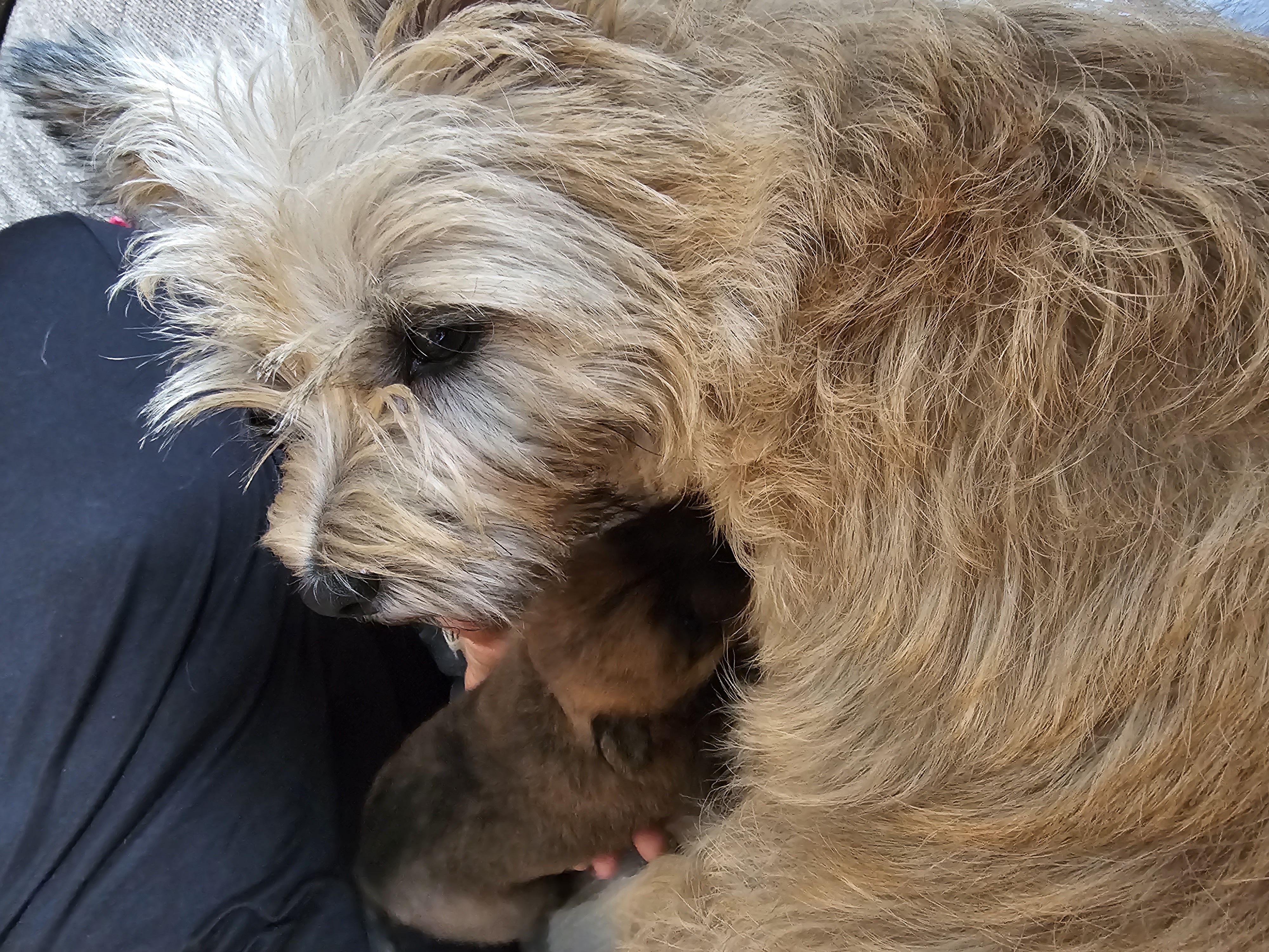 Vun Attilbrigga Cairn Terrier