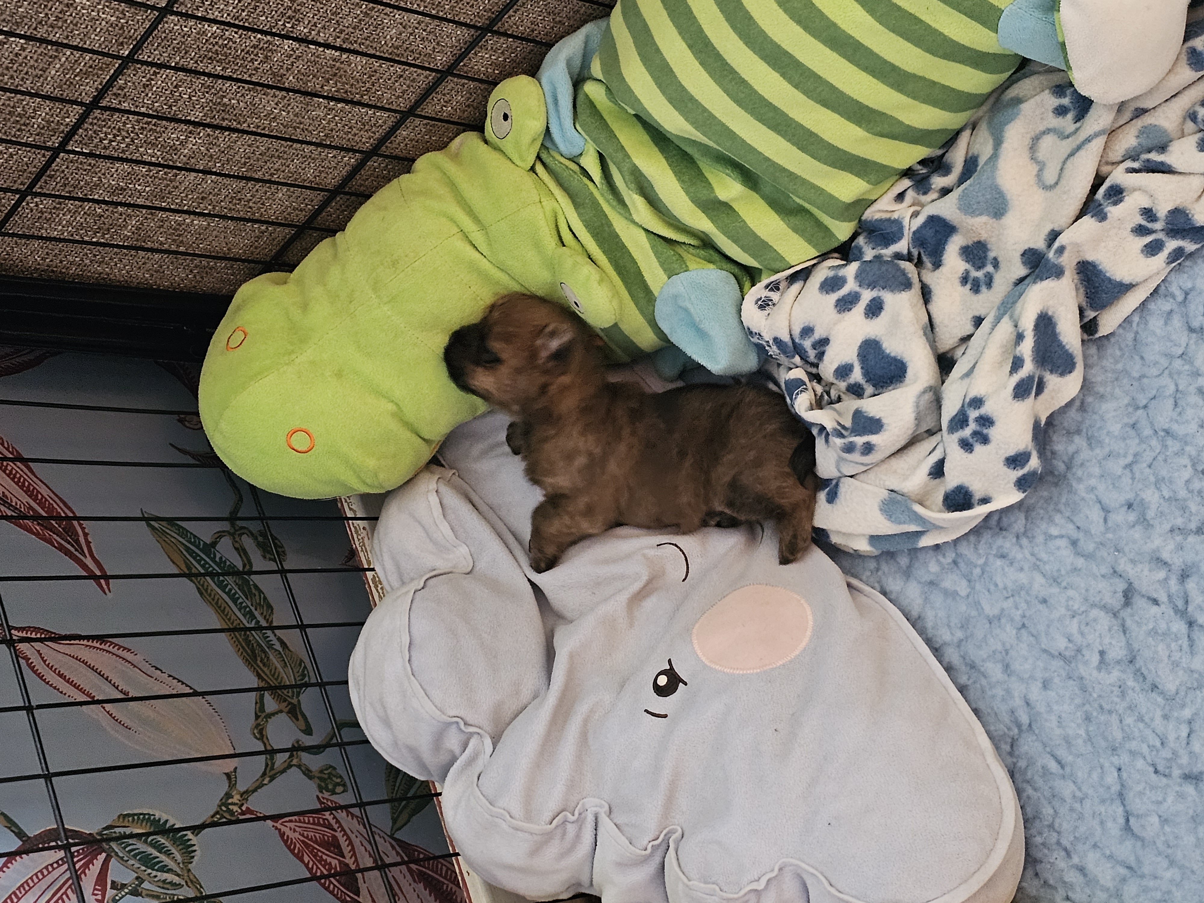 Vun Attilbrigga Cairn Terrier