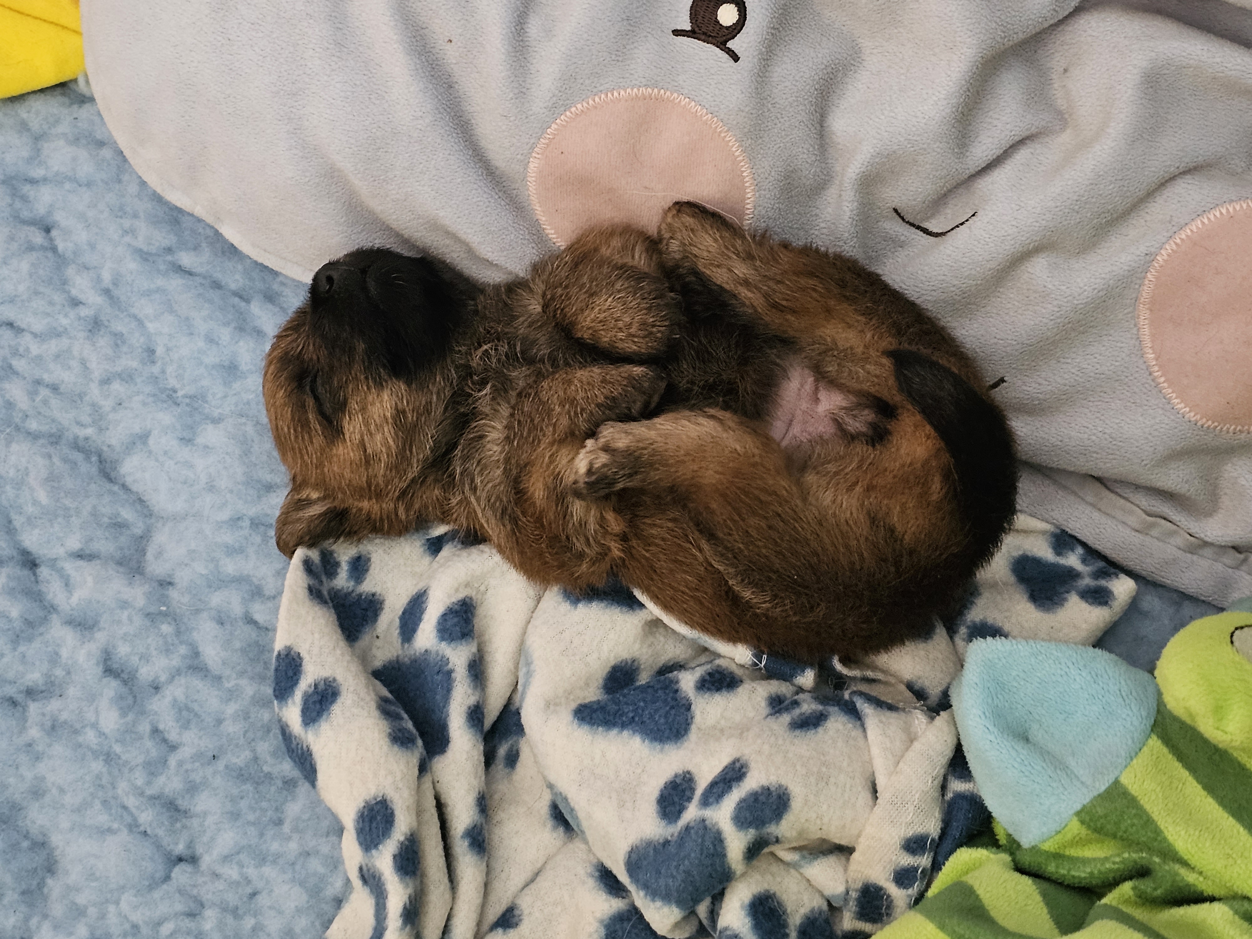 Vun Attilbrigga Cairn Terrier
