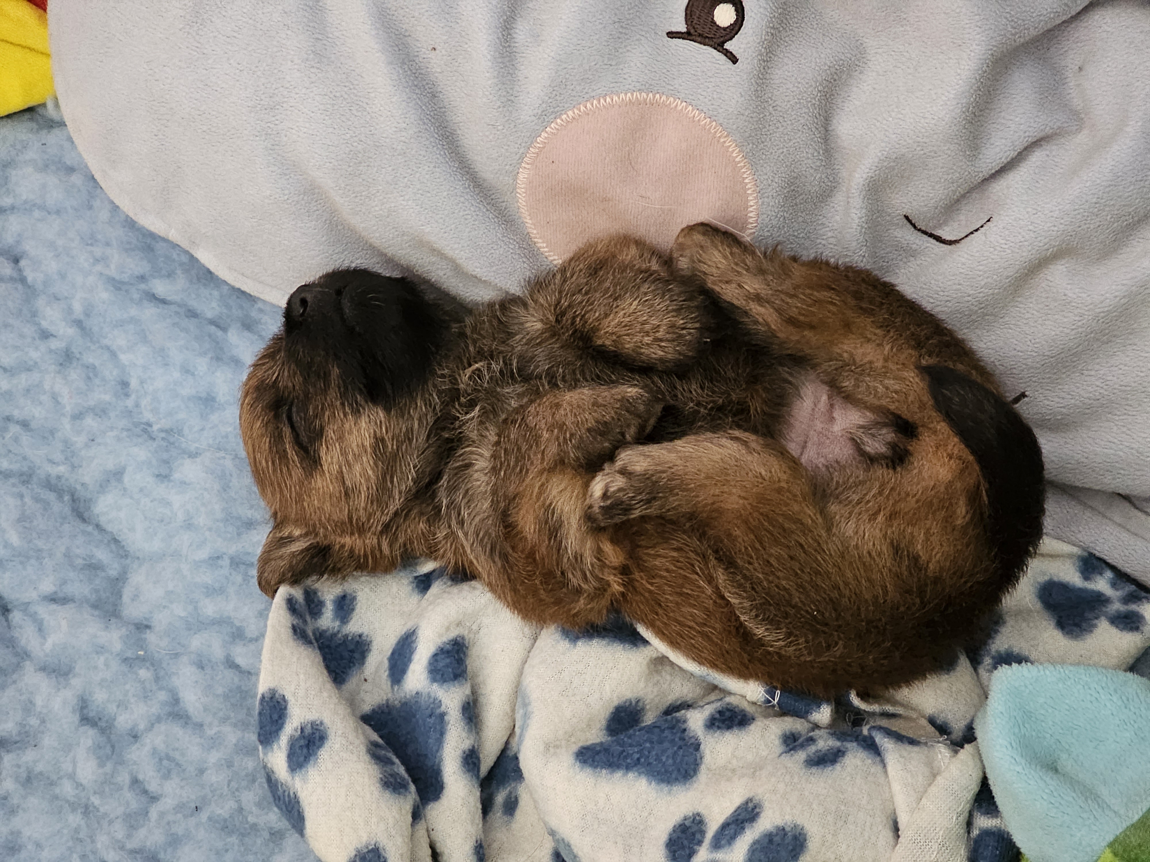 Vun Attilbrigga Cairn Terrier