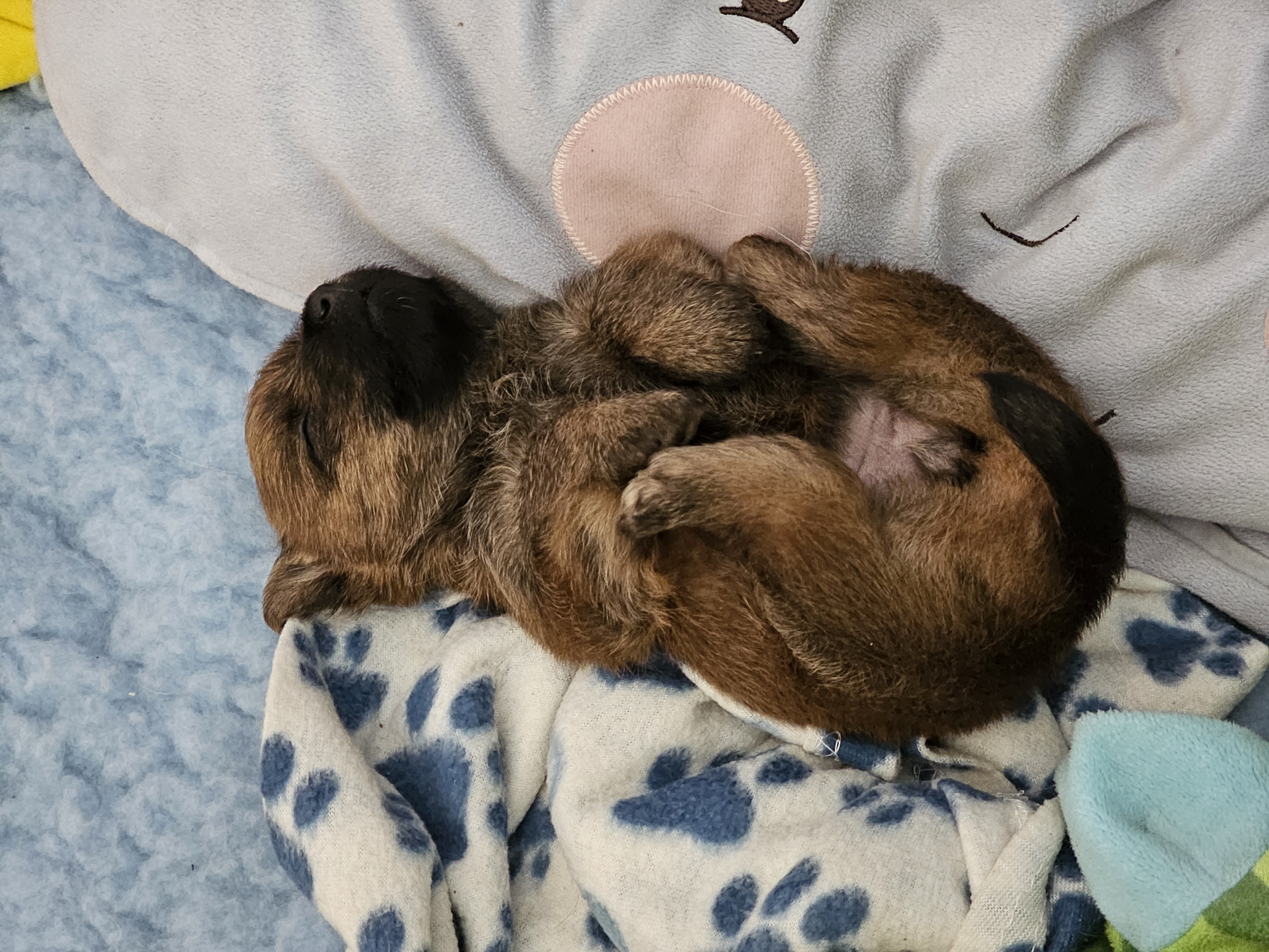 Vun Attilbrigga Cairn Terrier