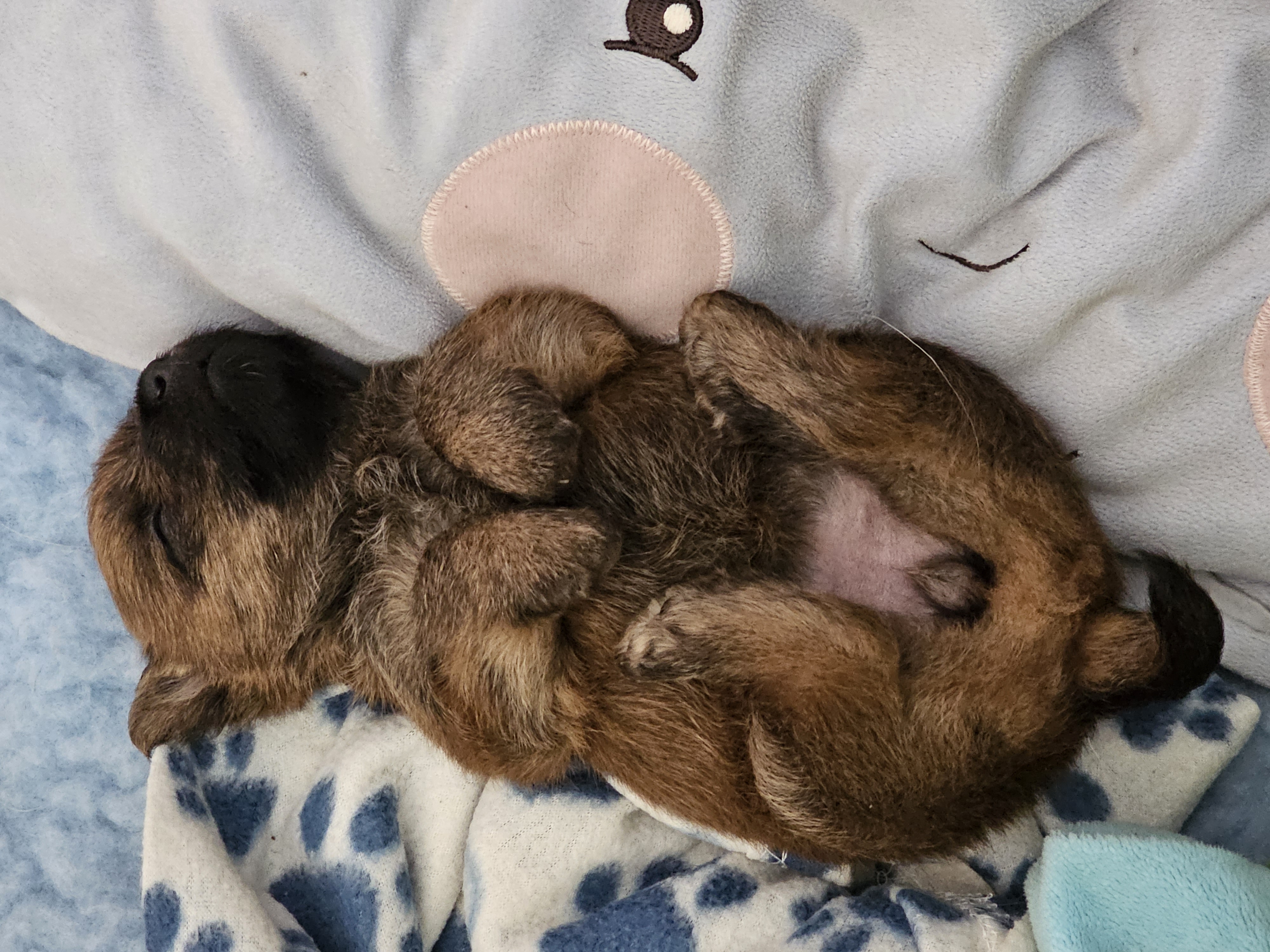 Vun Attilbrigga Cairn Terrier