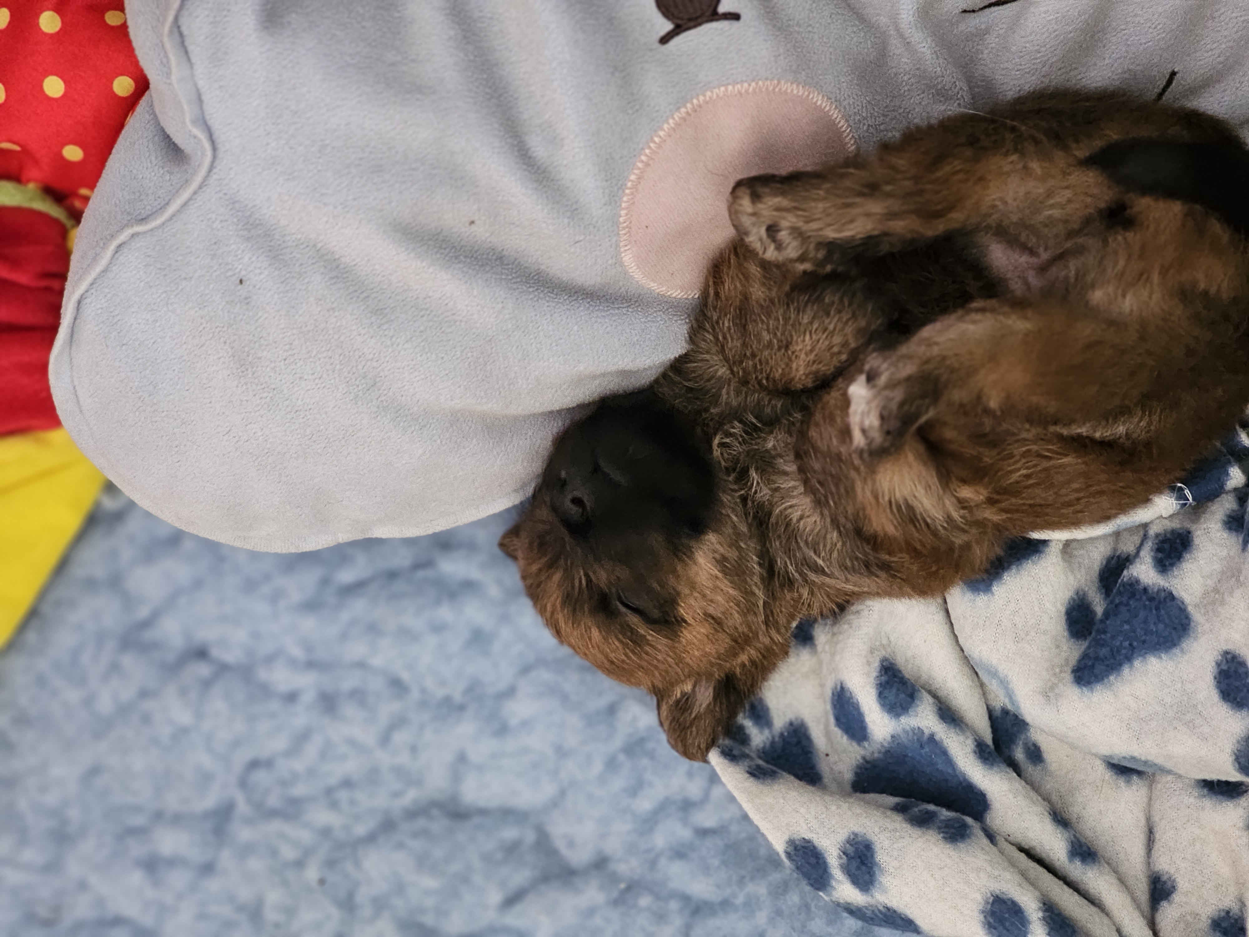 Vun Attilbrigga Cairn Terrier