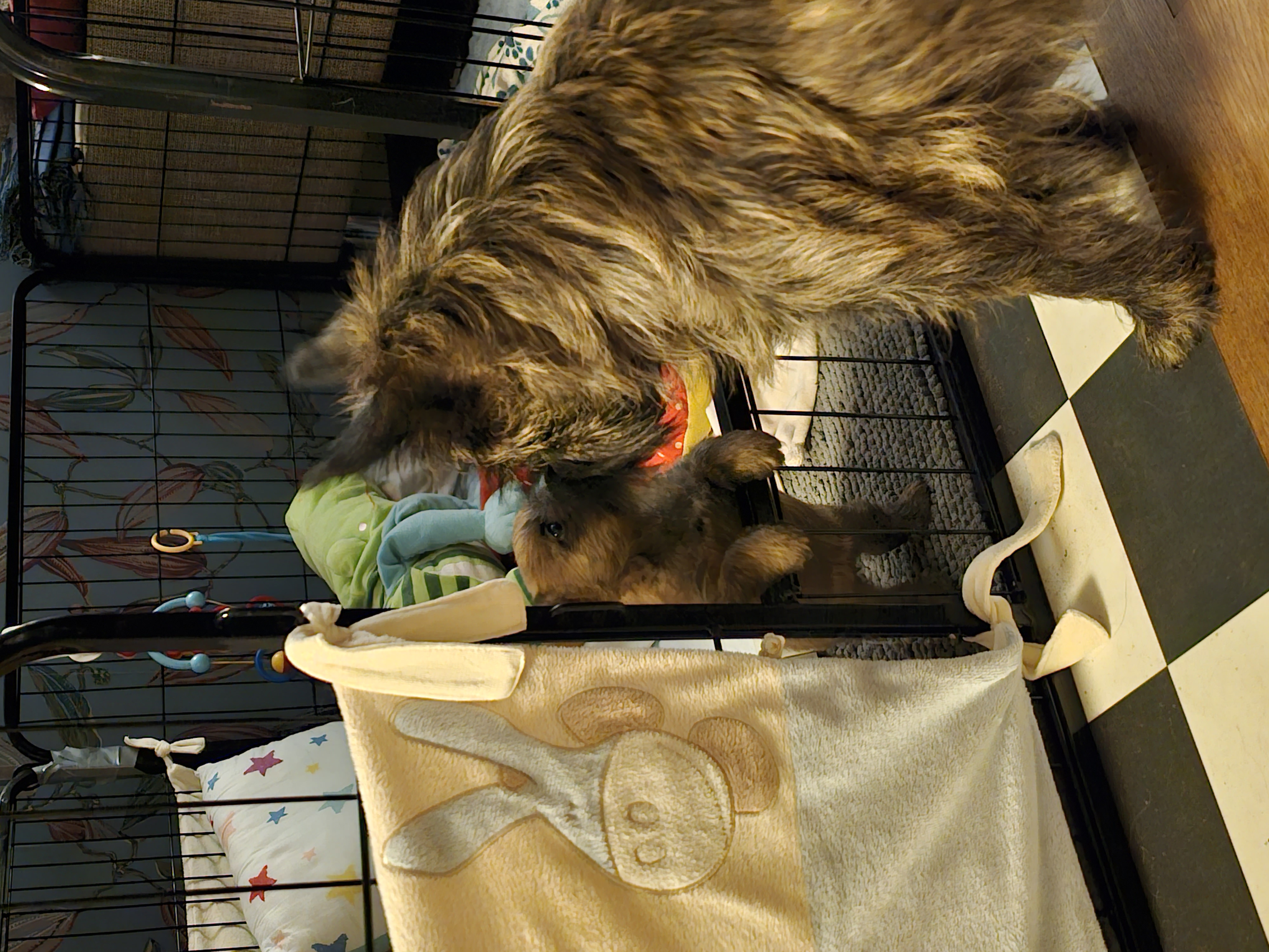 Vun Attilbrigga Cairn Terrier