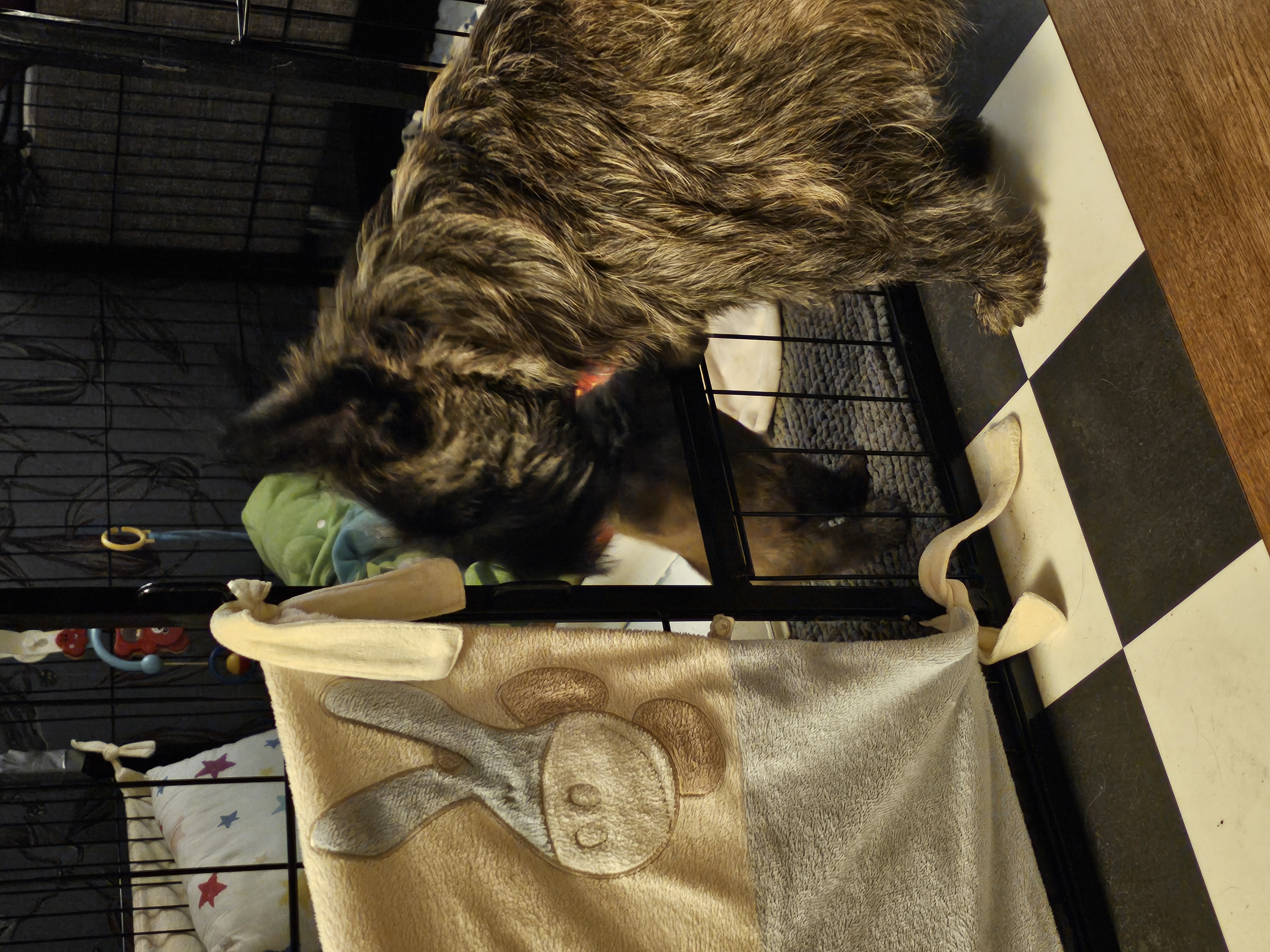 Vun Attilbrigga Cairn Terrier