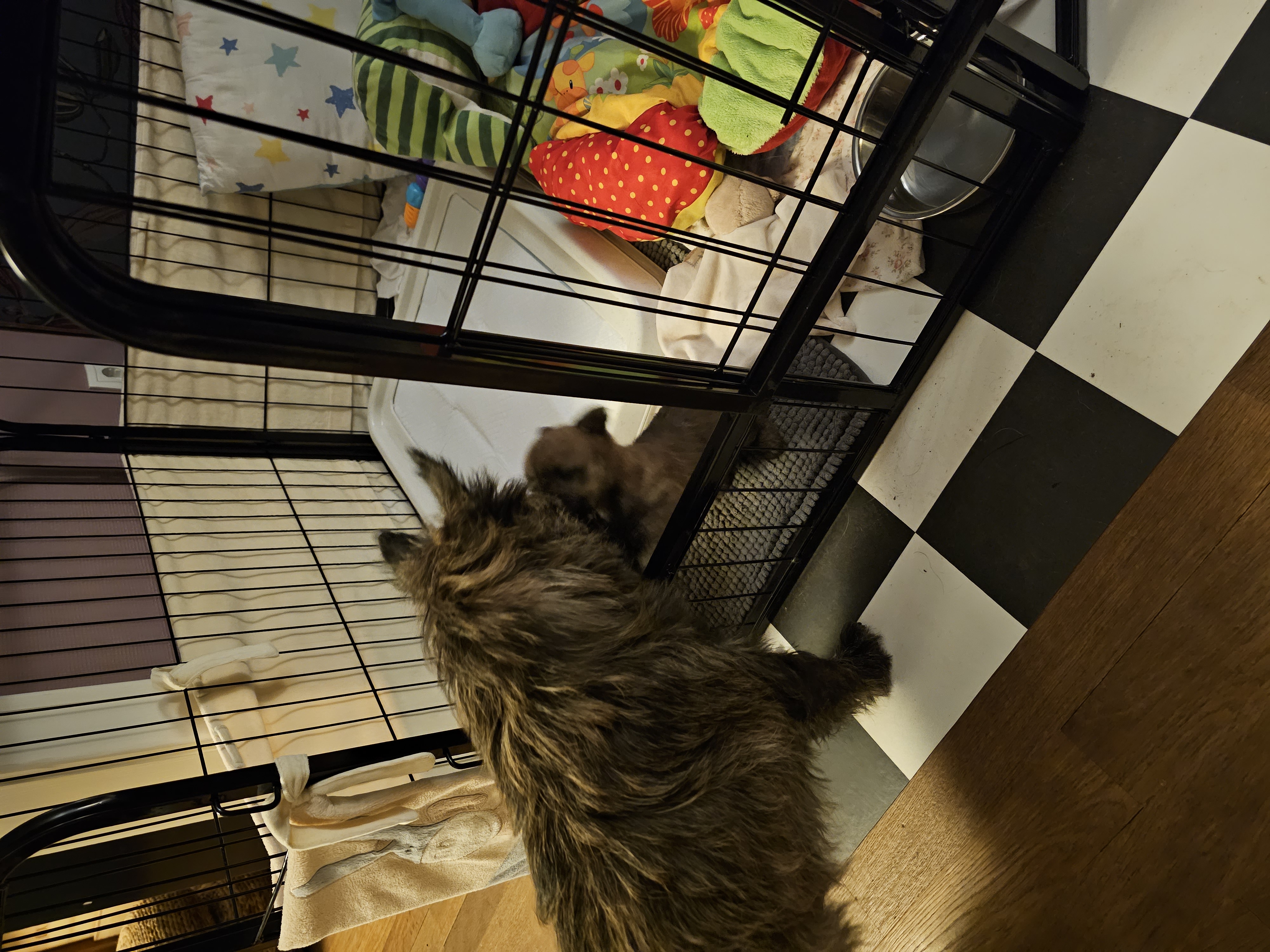 Vun Attilbrigga Cairn Terrier