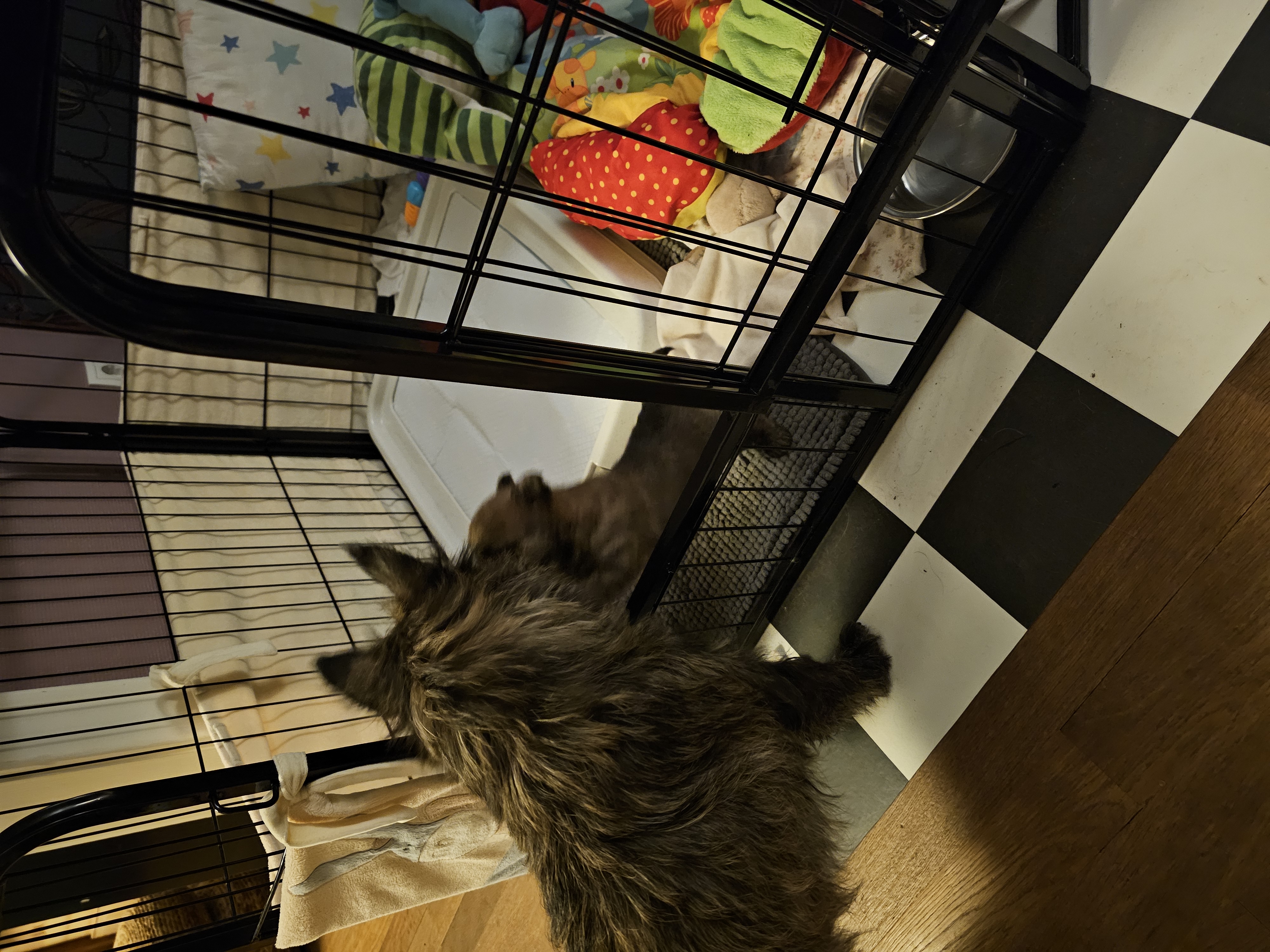 Vun Attilbrigga Cairn Terrier