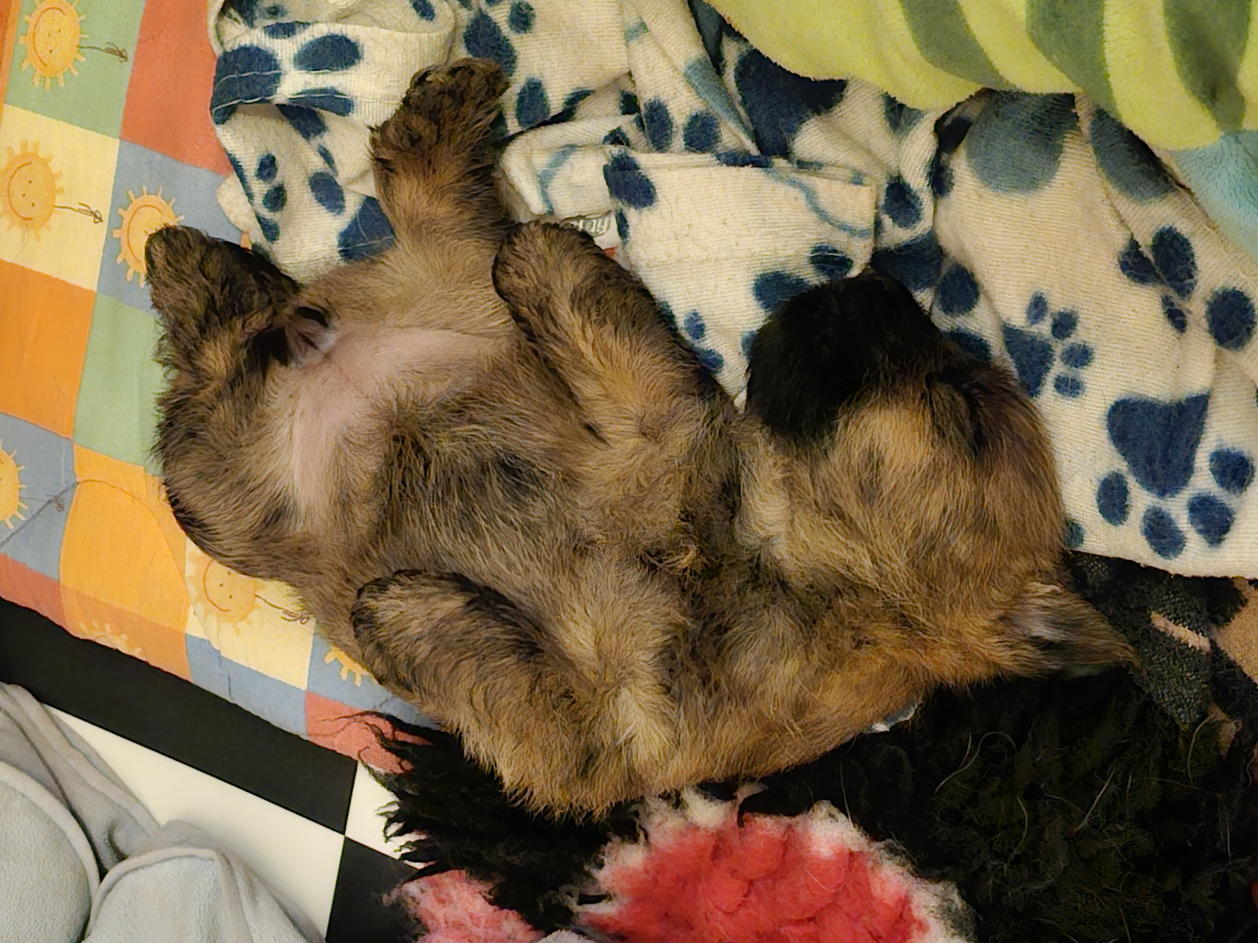 Vun Attilbrigga Cairn Terrier