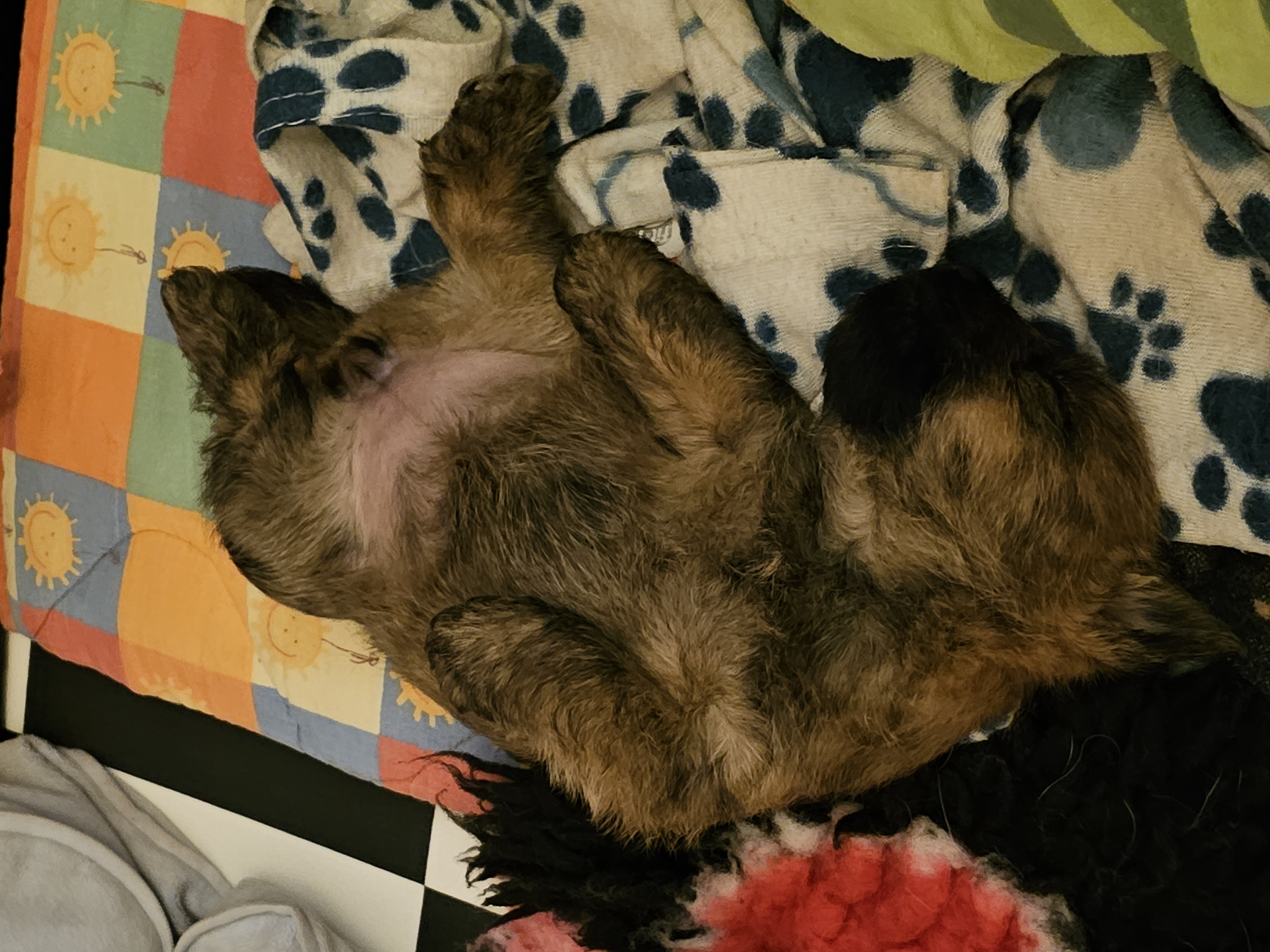Vun Attilbrigga Cairn Terrier
