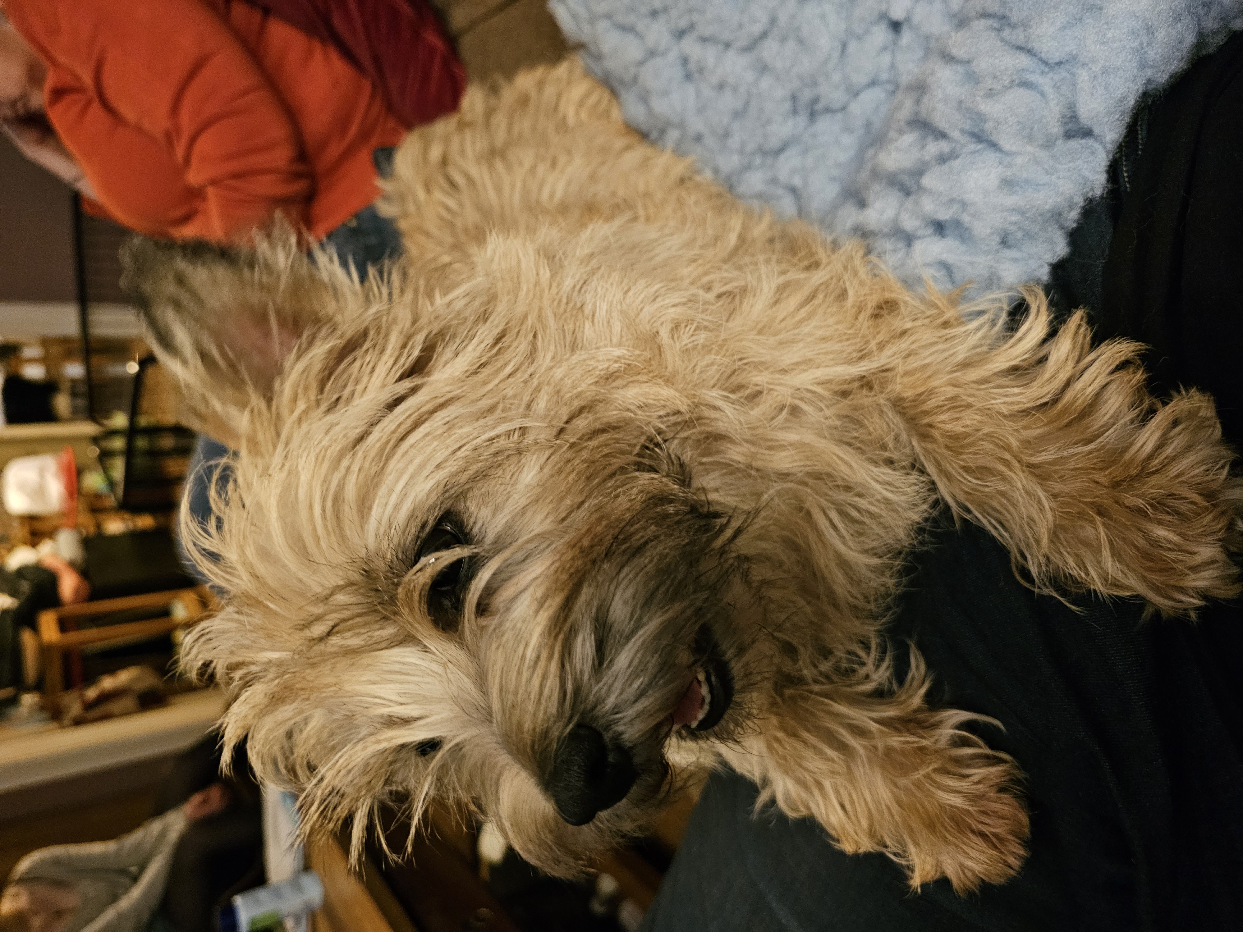 Vun Attilbrigga Cairn Terrier