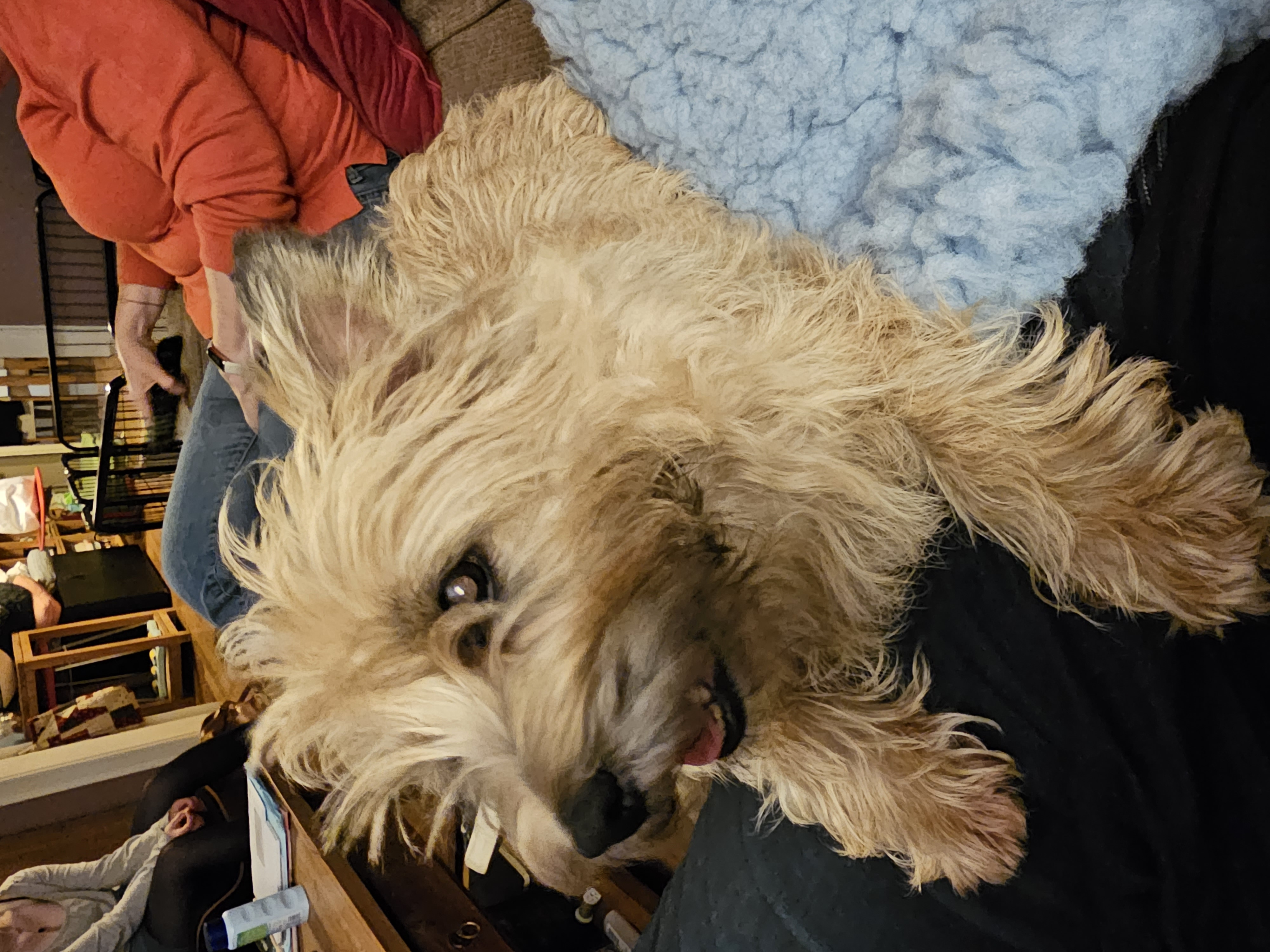 Vun Attilbrigga Cairn Terrier
