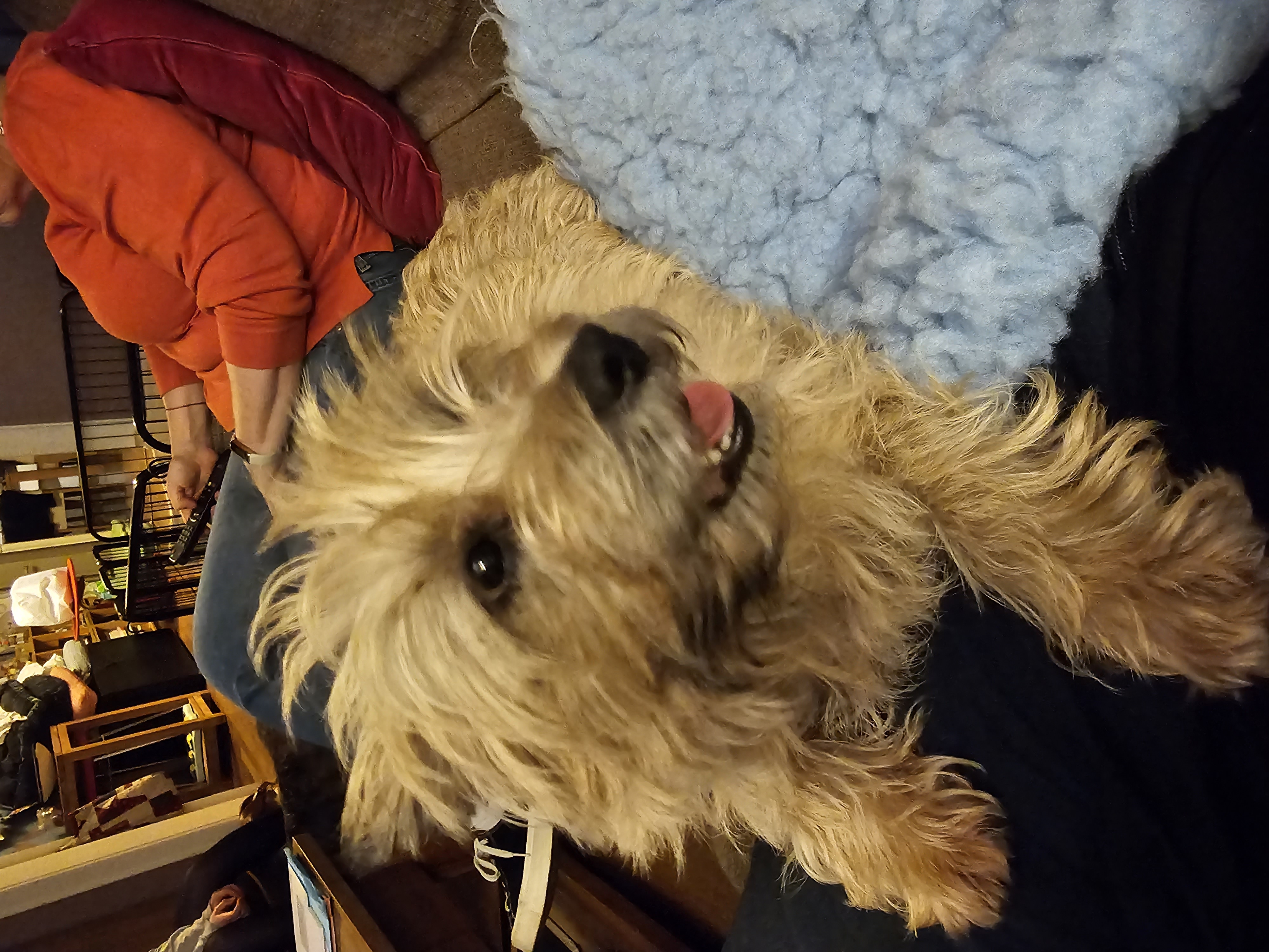 Vun Attilbrigga Cairn Terrier