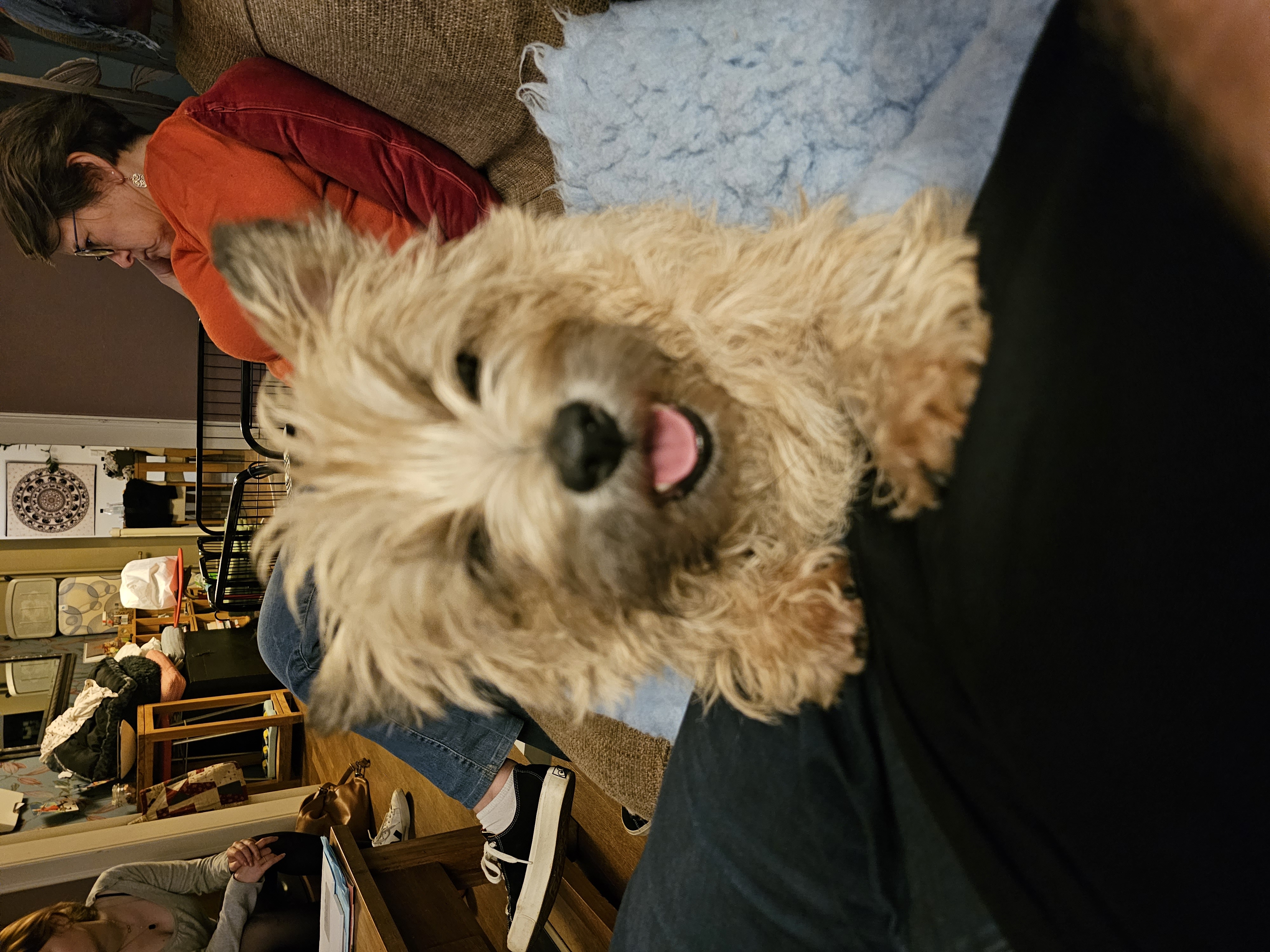 Vun Attilbrigga Cairn Terrier