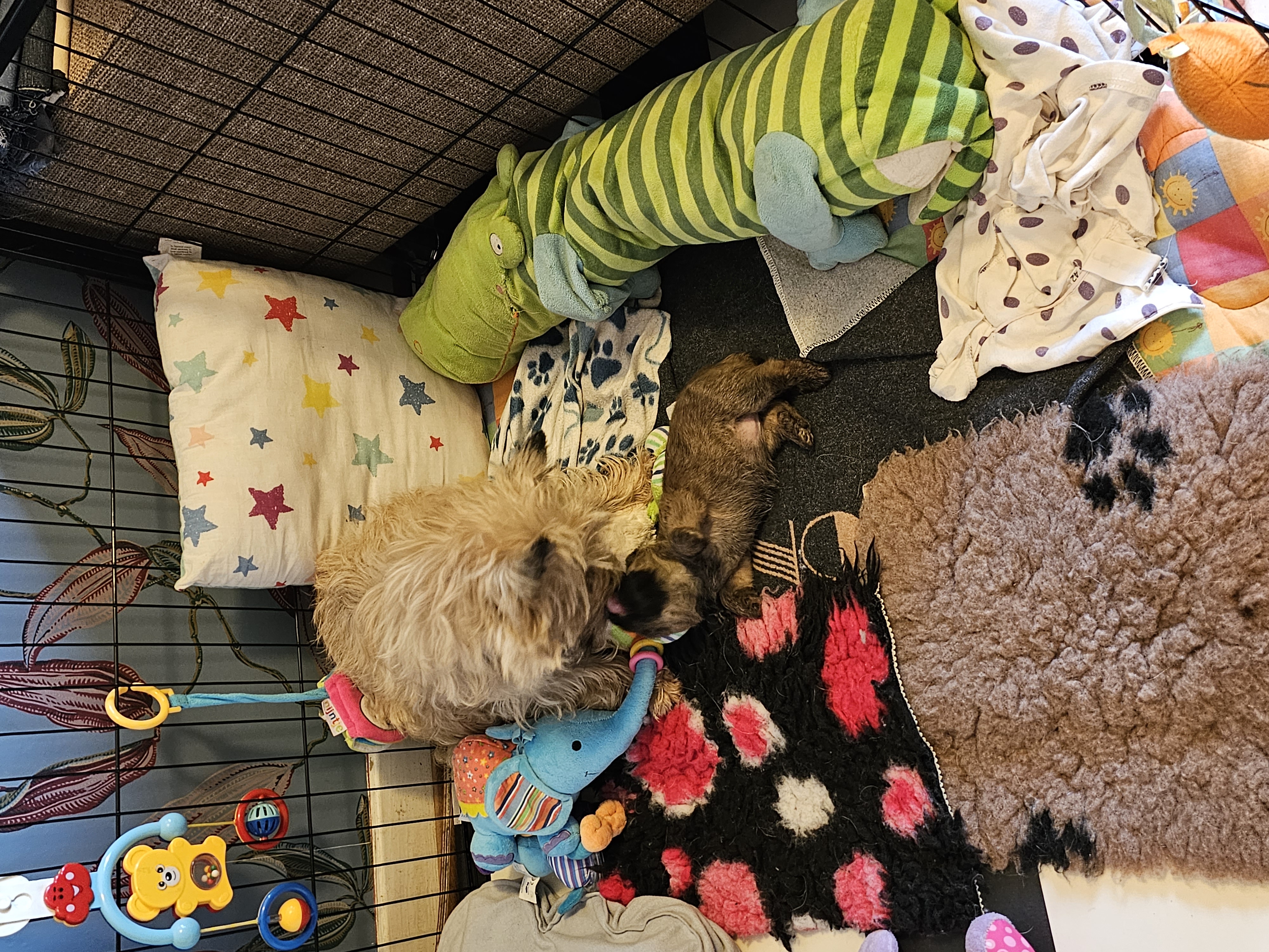 Vun Attilbrigga Cairn Terrier