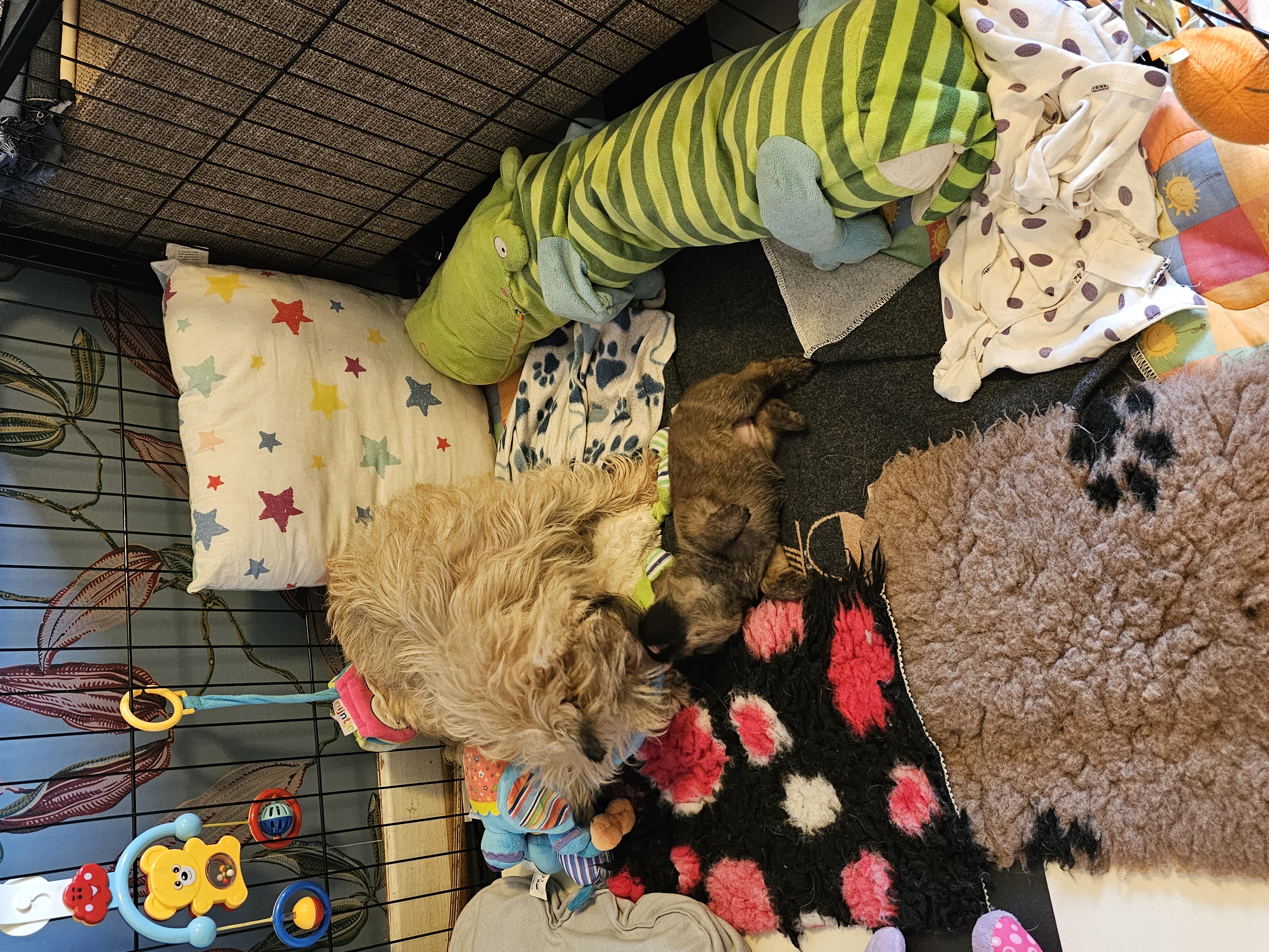 Vun Attilbrigga Cairn Terrier