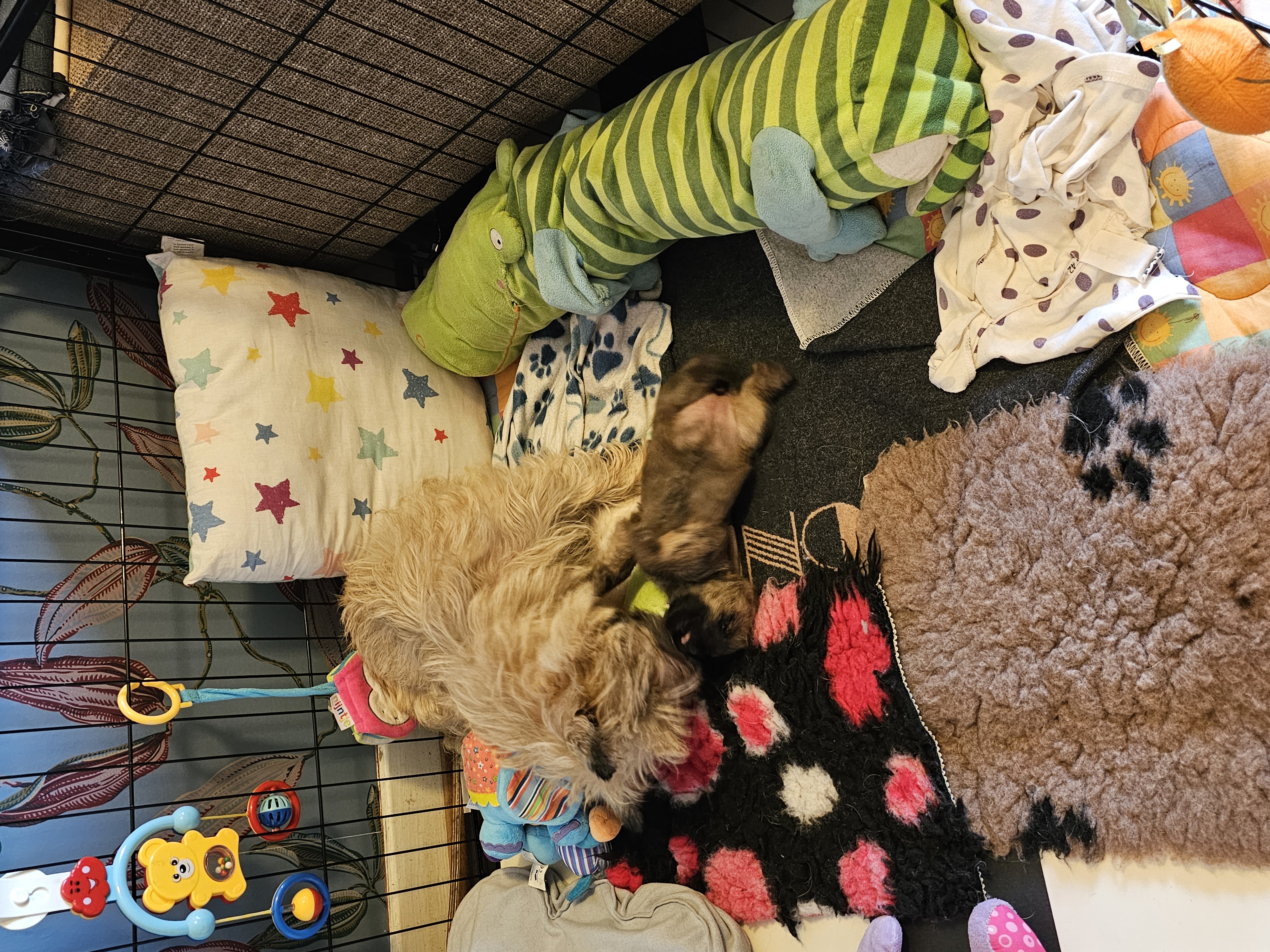 Vun Attilbrigga Cairn Terrier