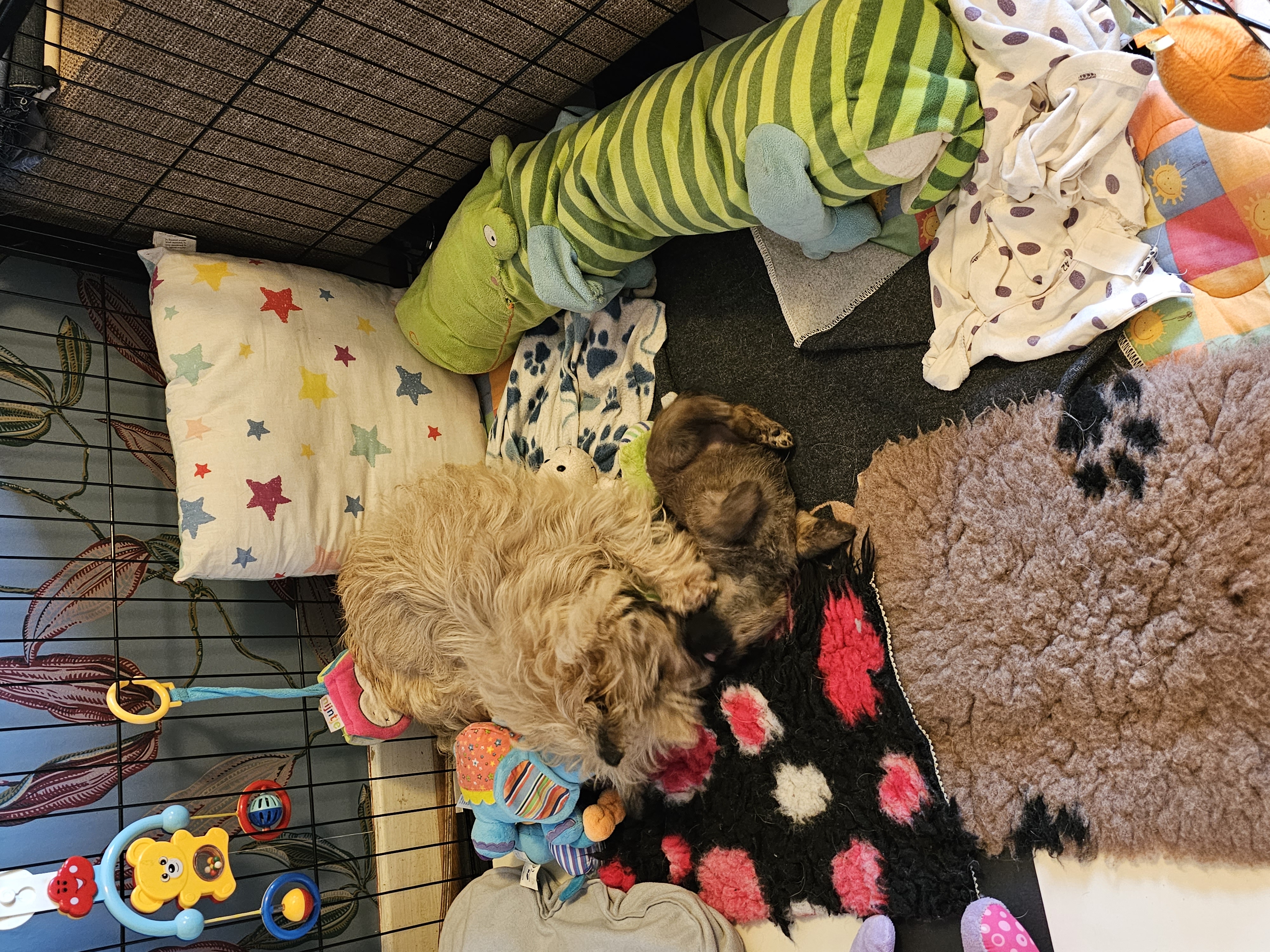 Vun Attilbrigga Cairn Terrier