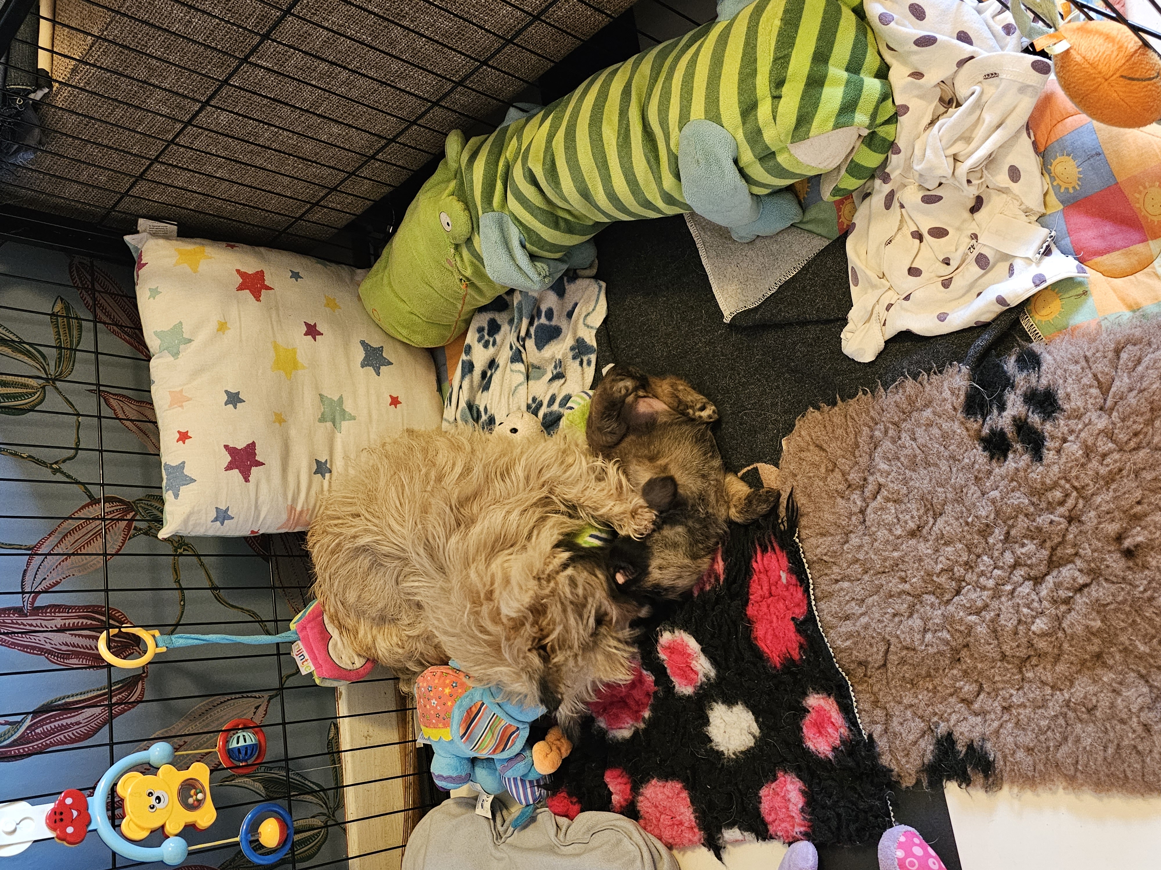 Vun Attilbrigga Cairn Terrier