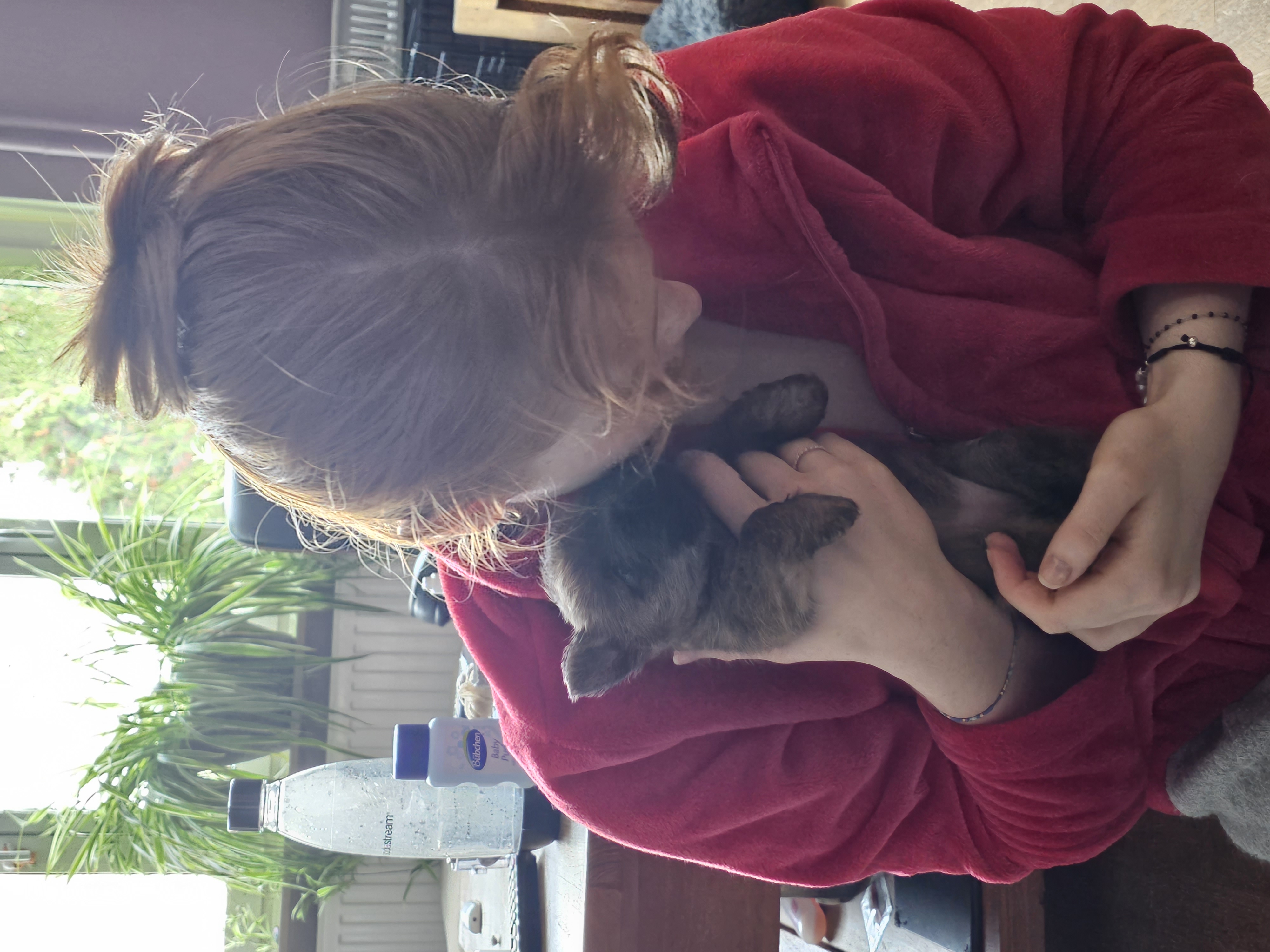 Vun Attilbrigga Cairn Terrier