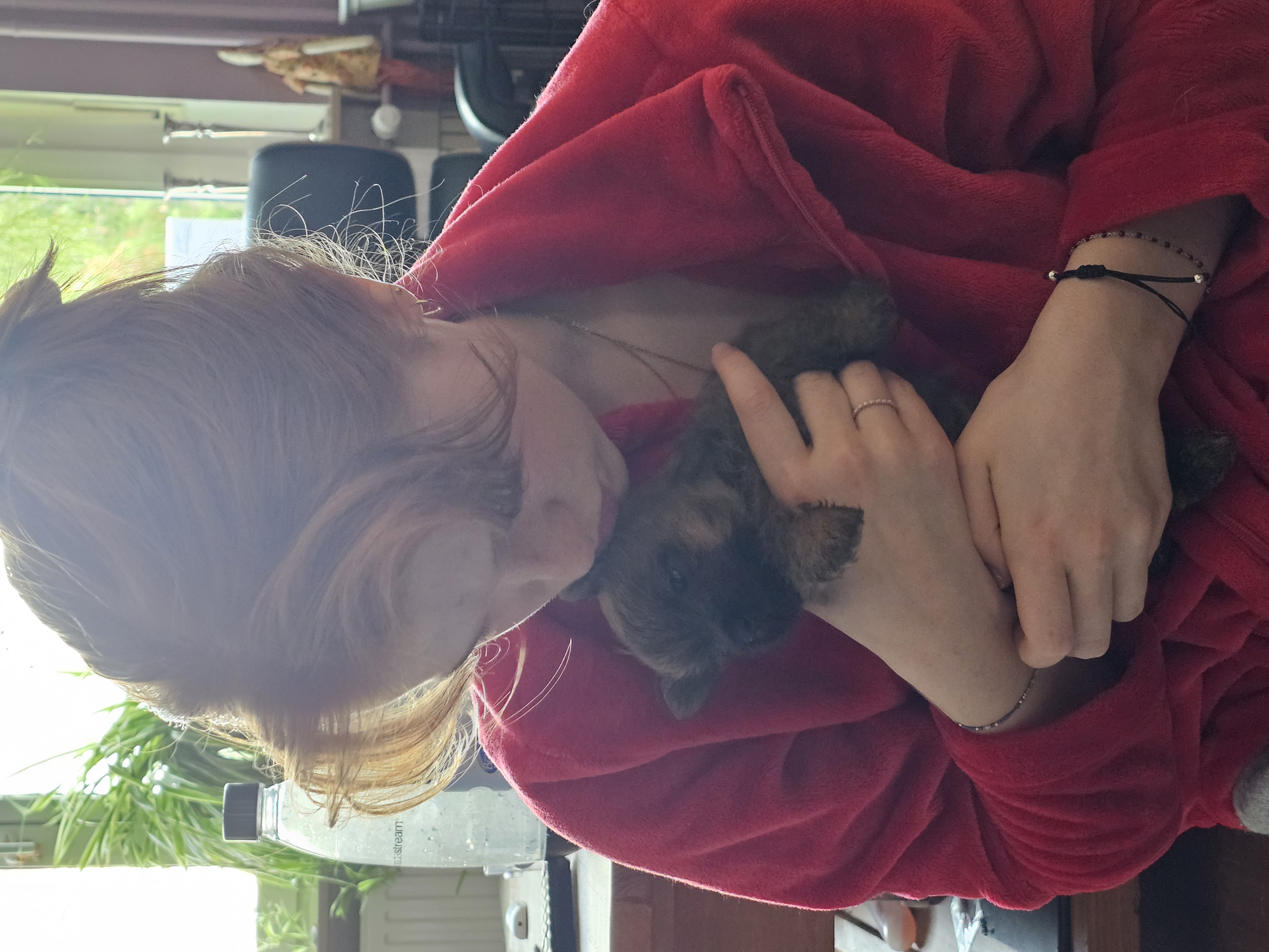 Vun Attilbrigga Cairn Terrier
