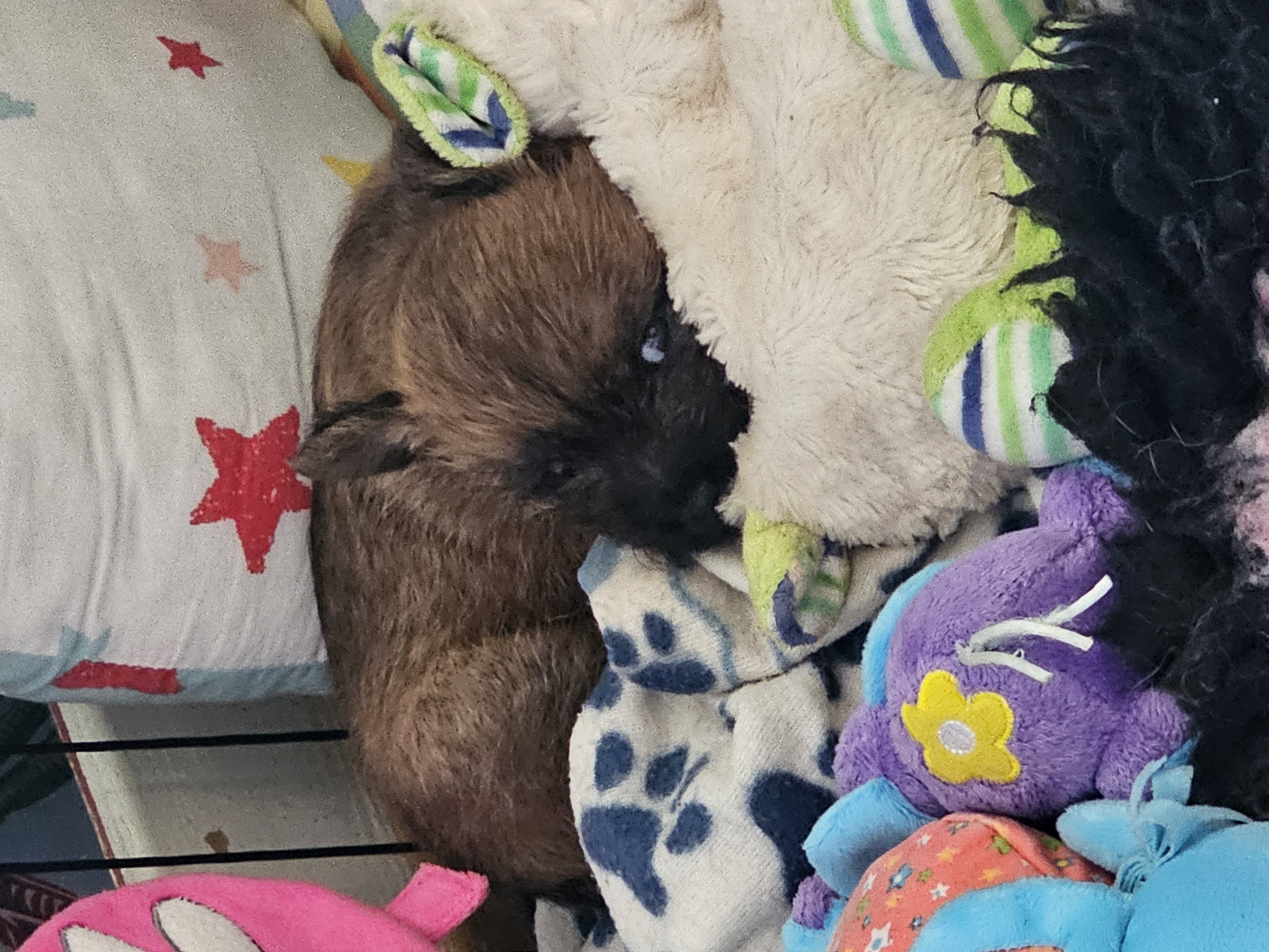 Vun Attilbrigga Cairn Terrier