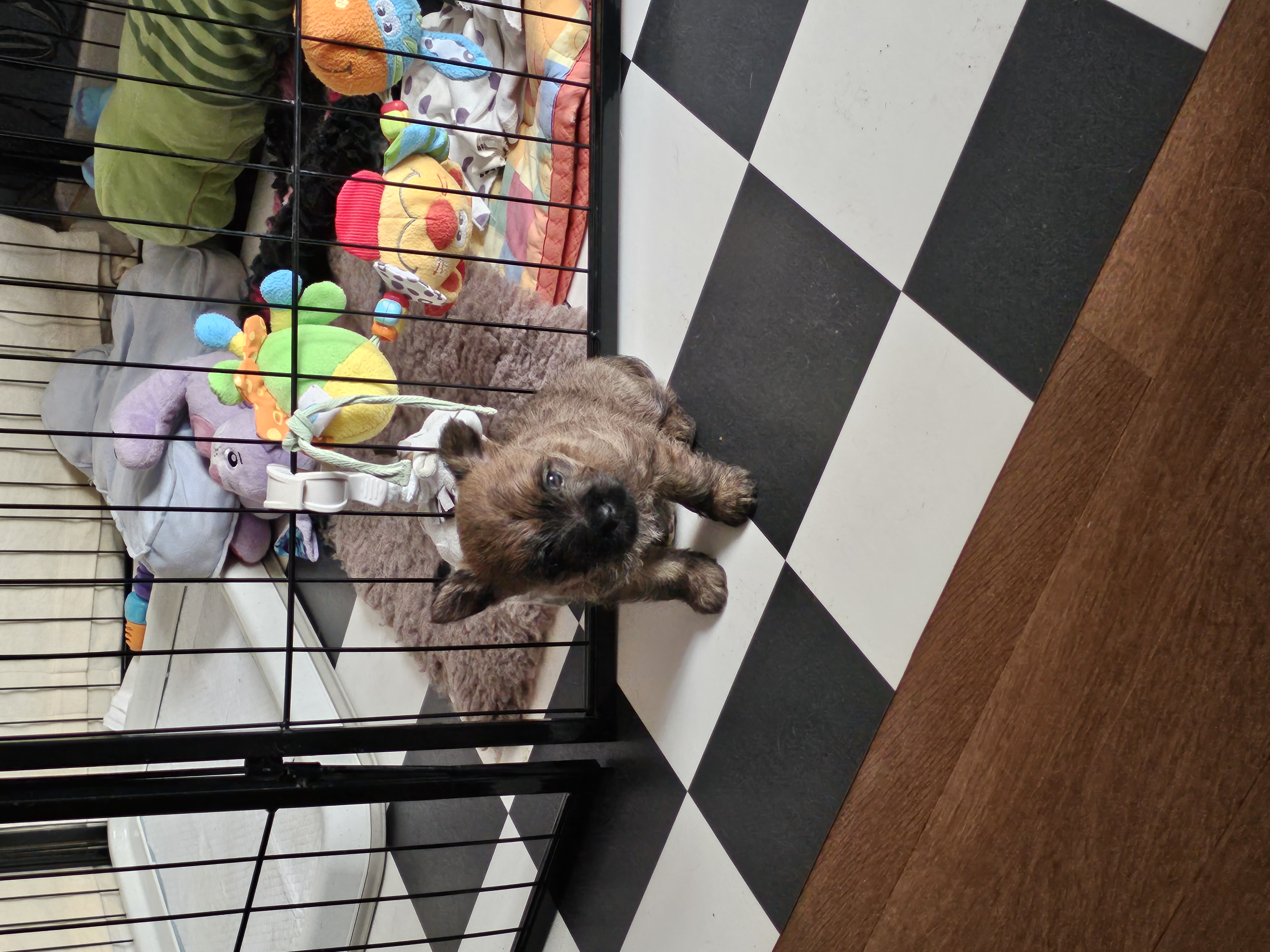 Vun Attilbrigga Cairn Terrier