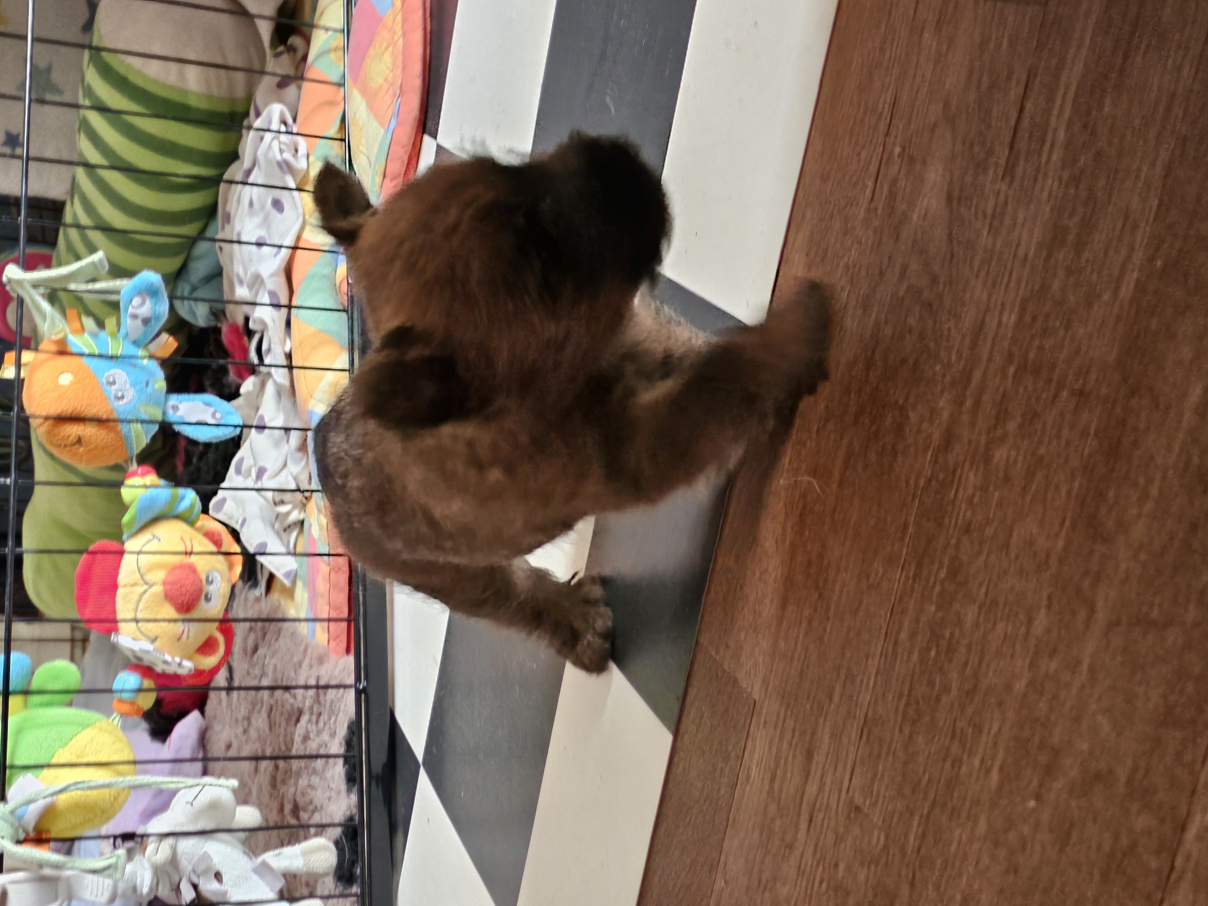 Vun Attilbrigga Cairn Terrier