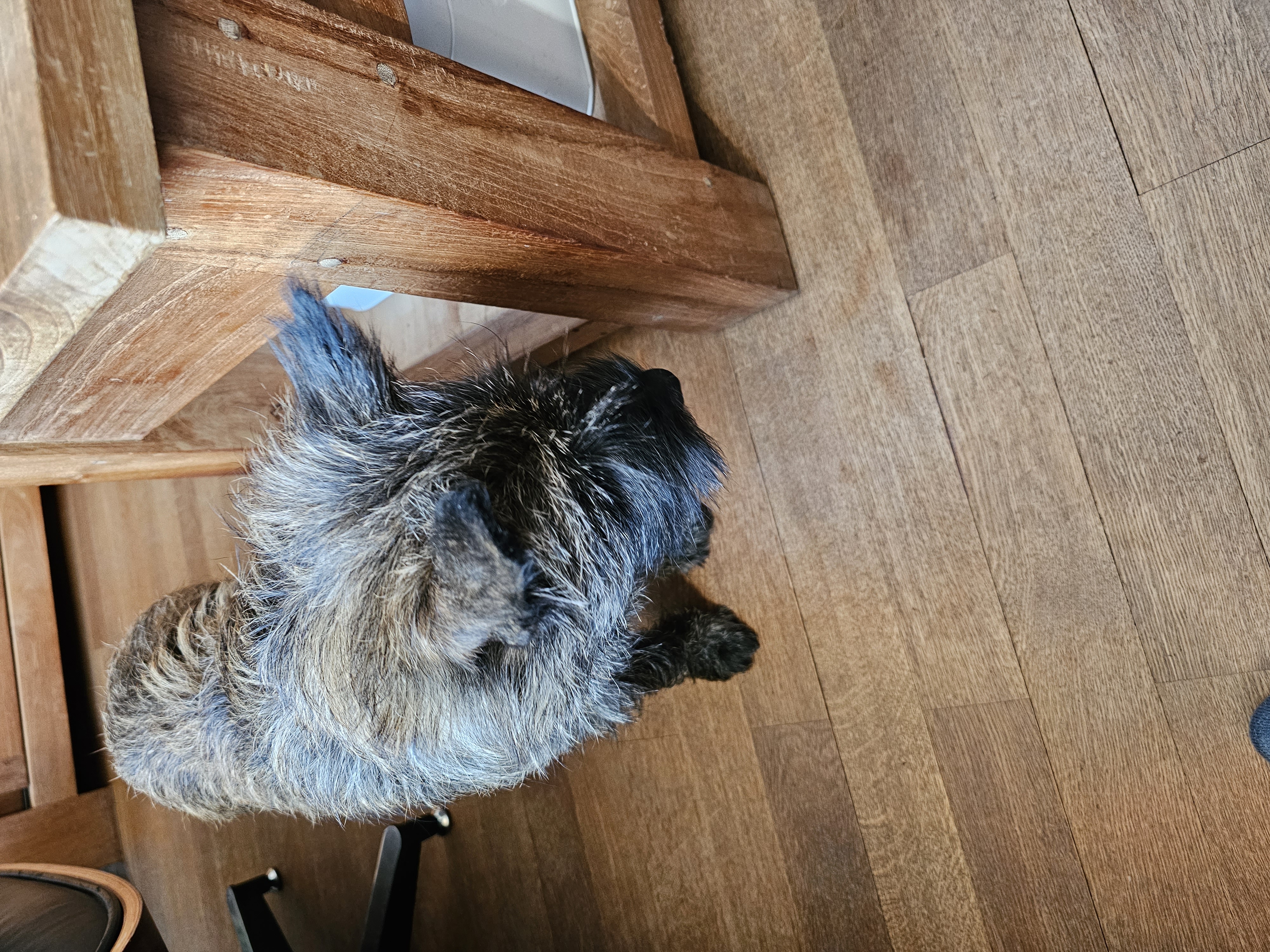 Vun Attilbrigga Cairn Terrier