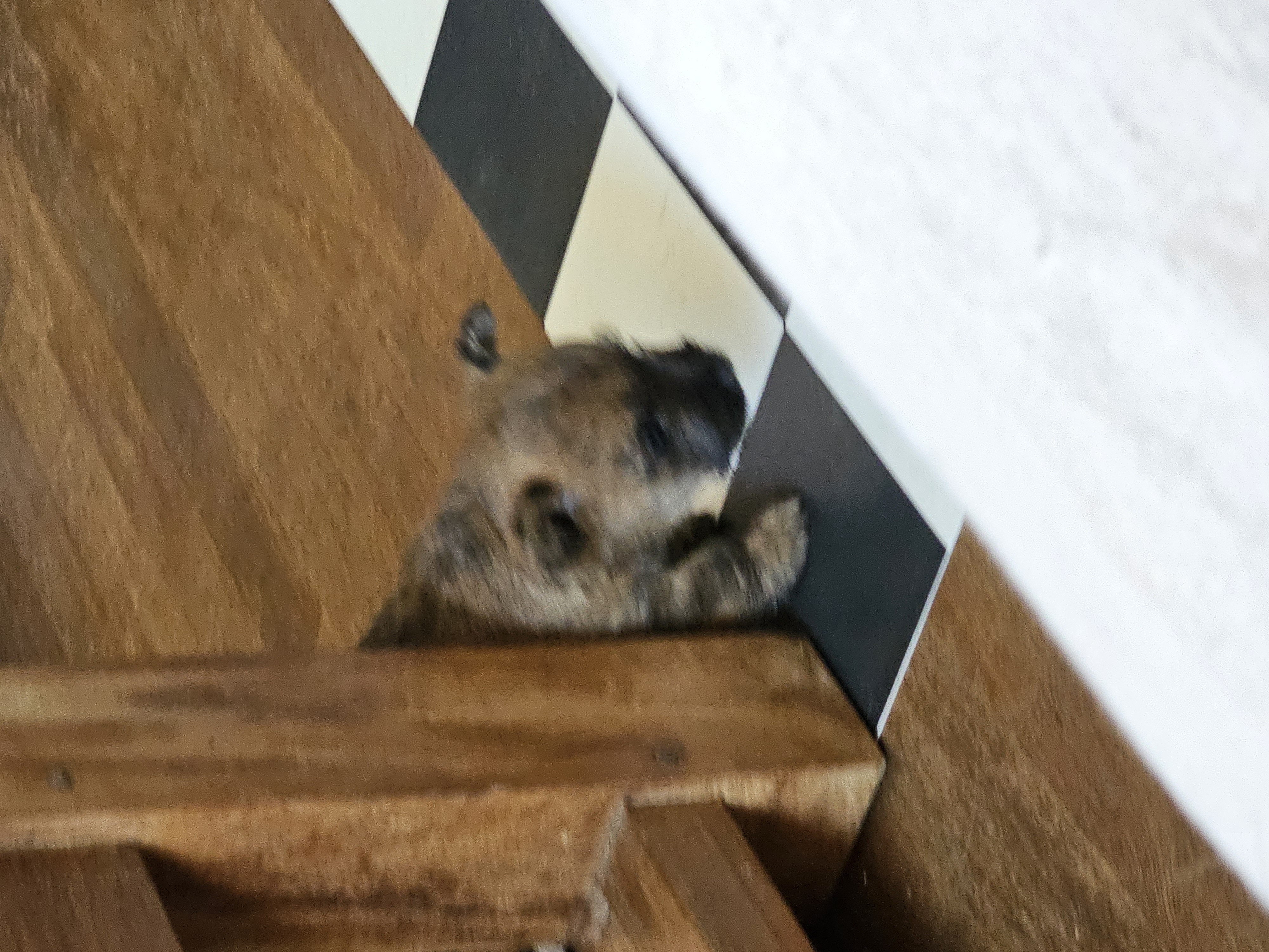 Vun Attilbrigga Cairn Terrier