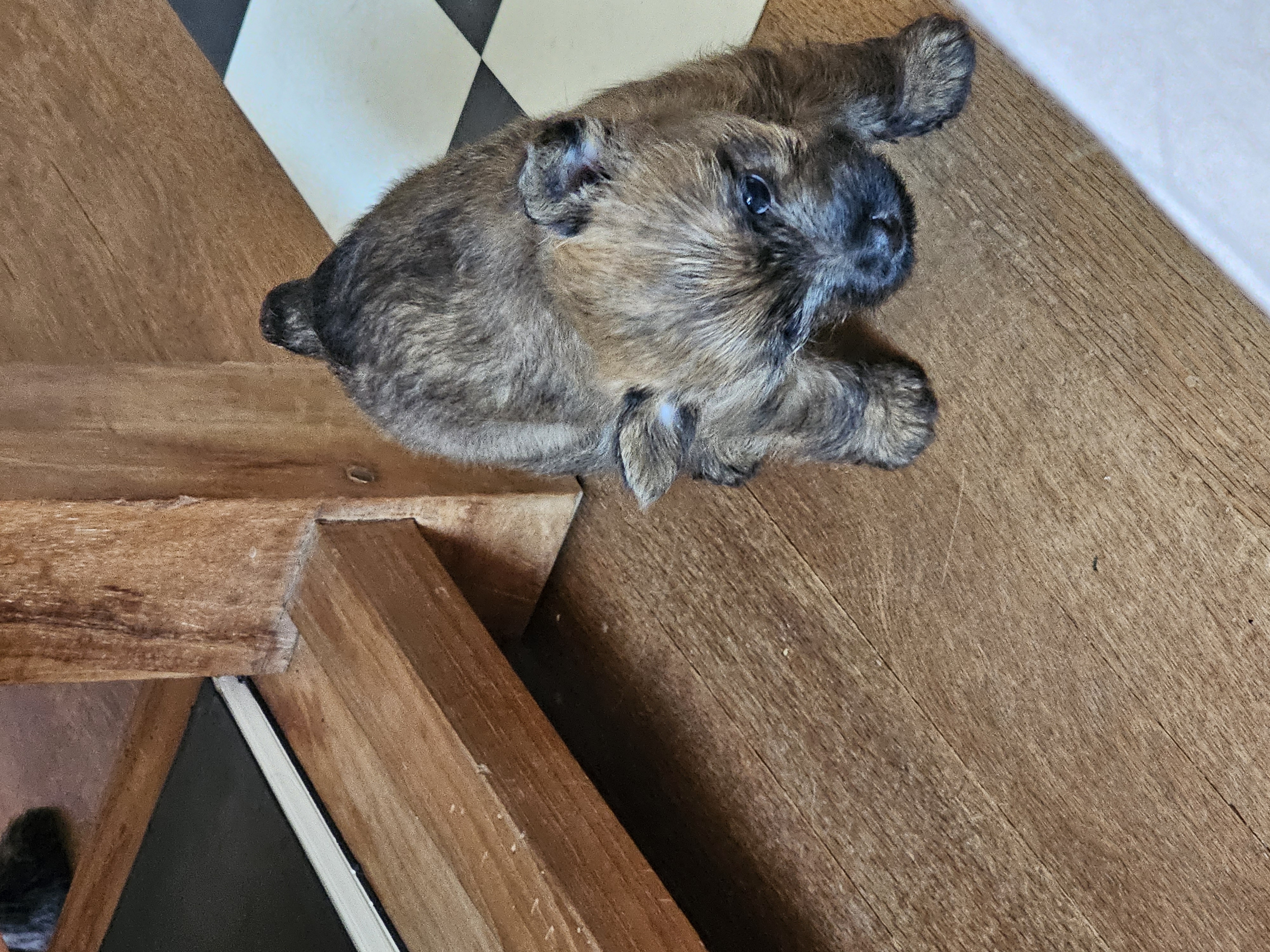 Vun Attilbrigga Cairn Terrier