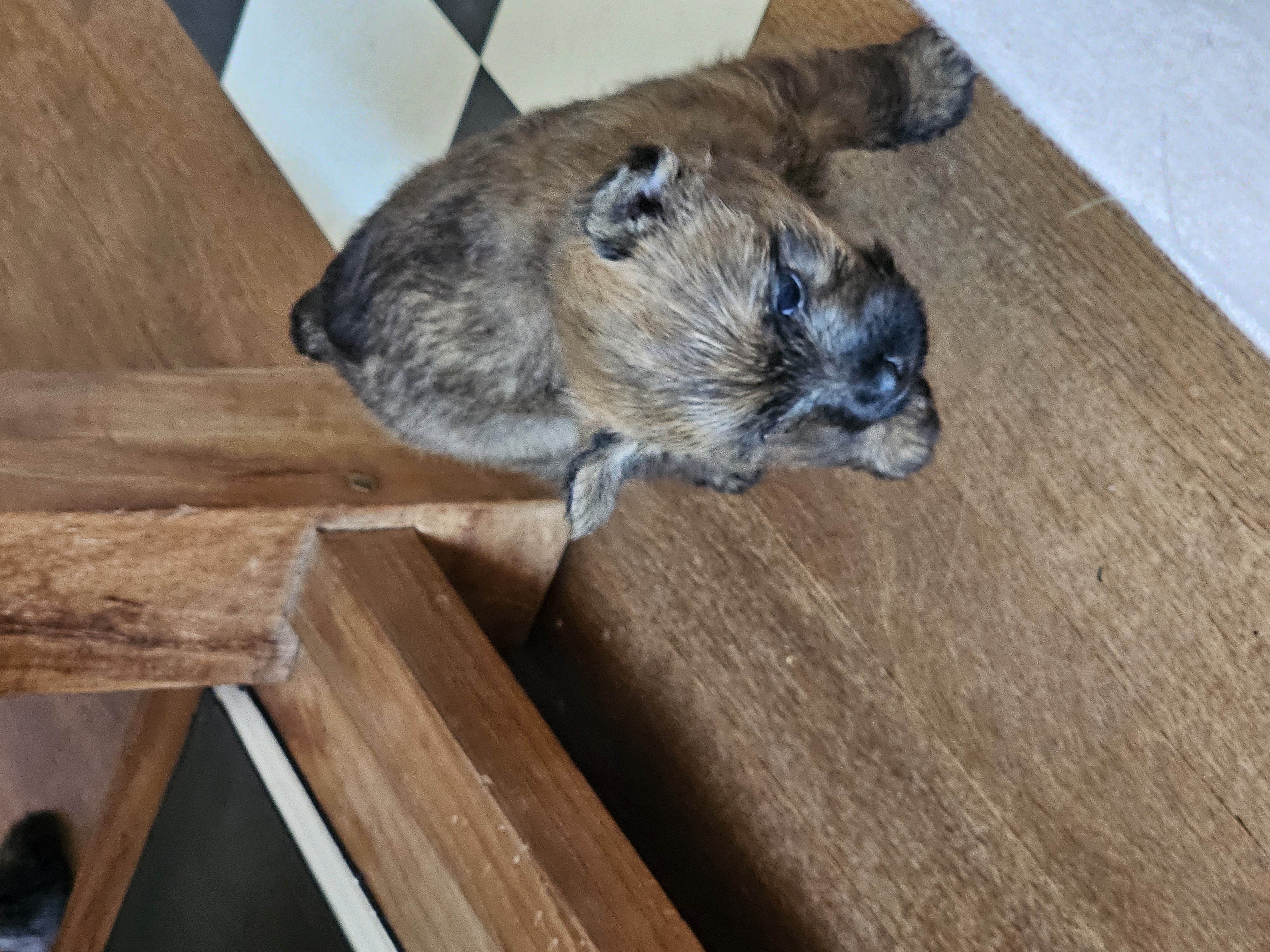 Vun Attilbrigga Cairn Terrier