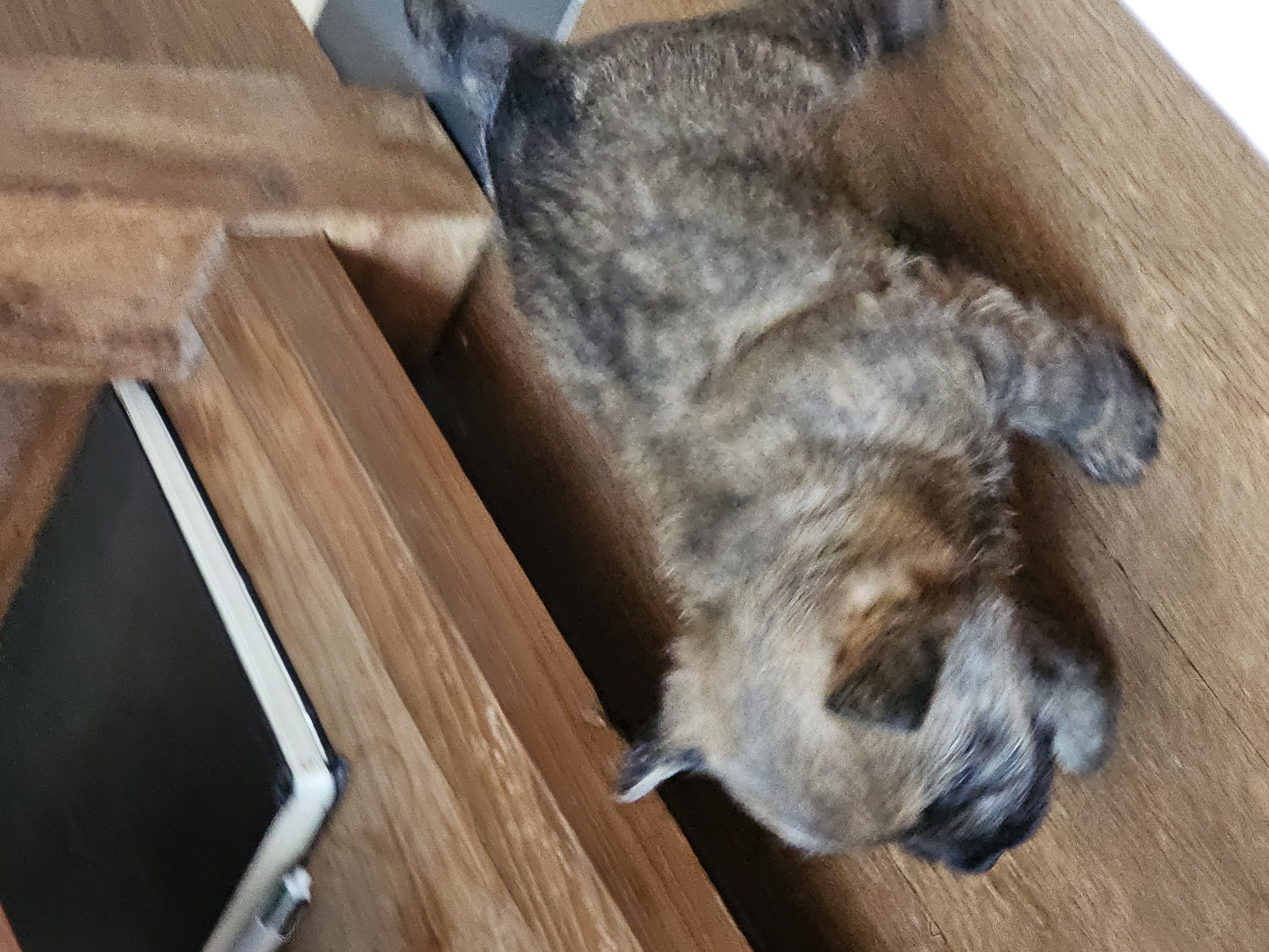 Vun Attilbrigga Cairn Terrier