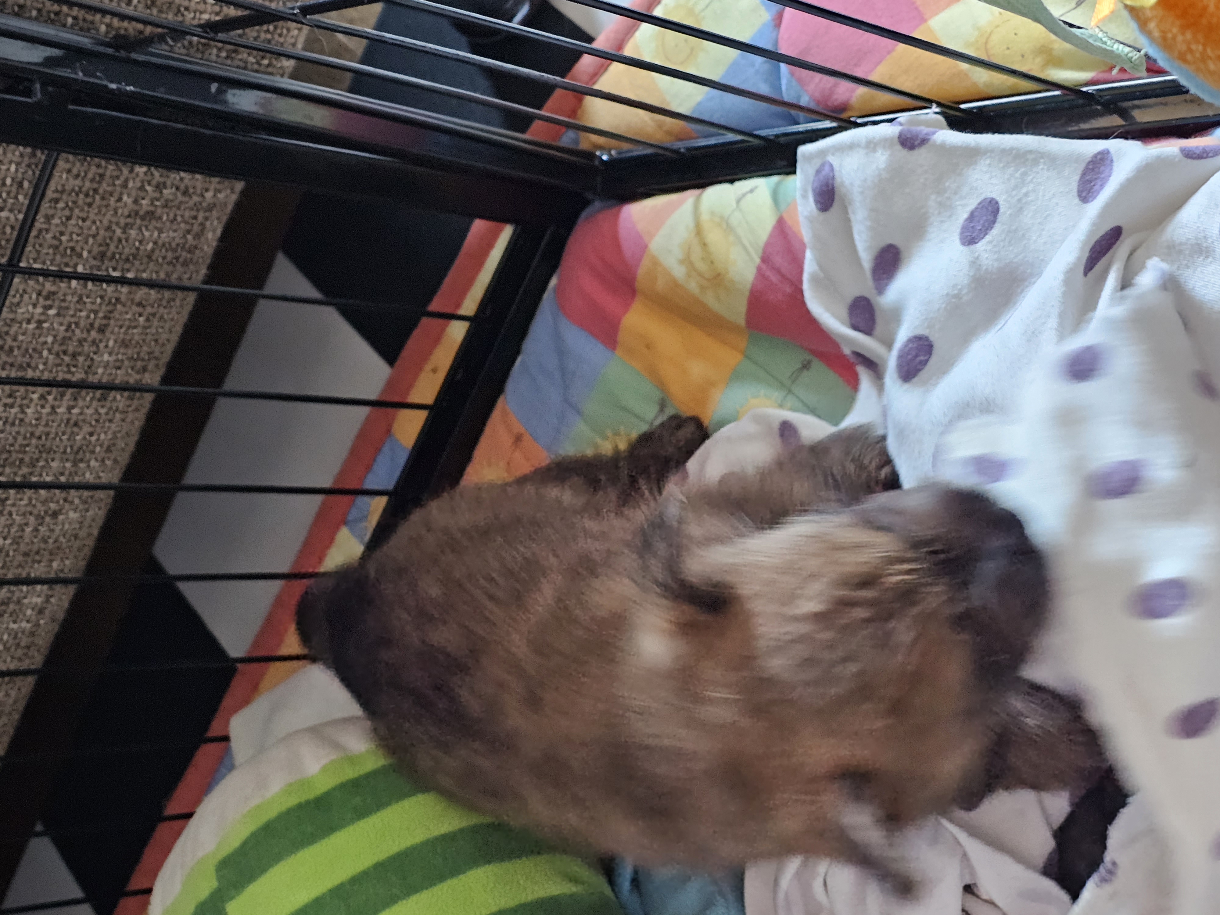 Vun Attilbrigga Cairn Terrier
