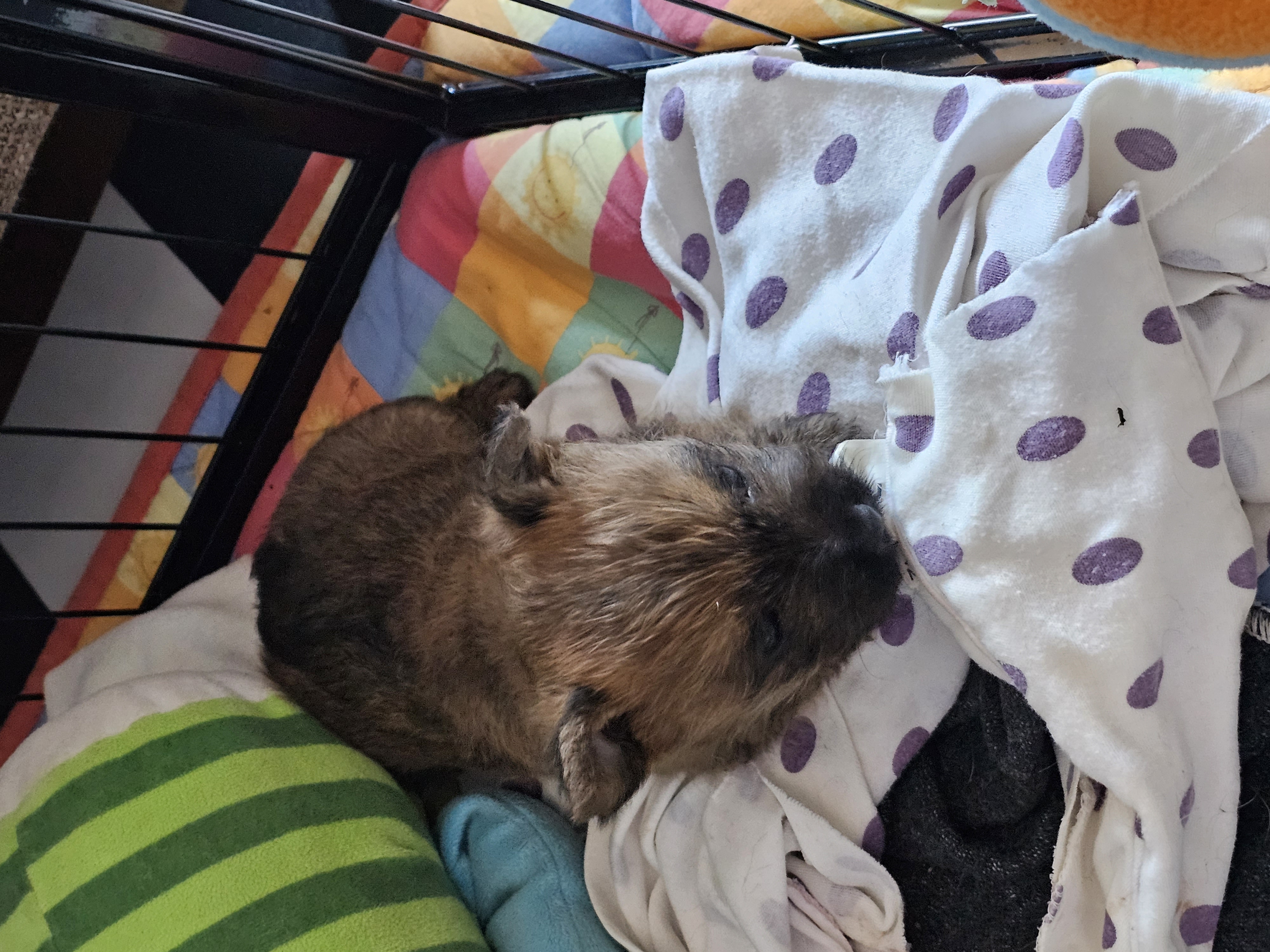 Vun Attilbrigga Cairn Terrier
