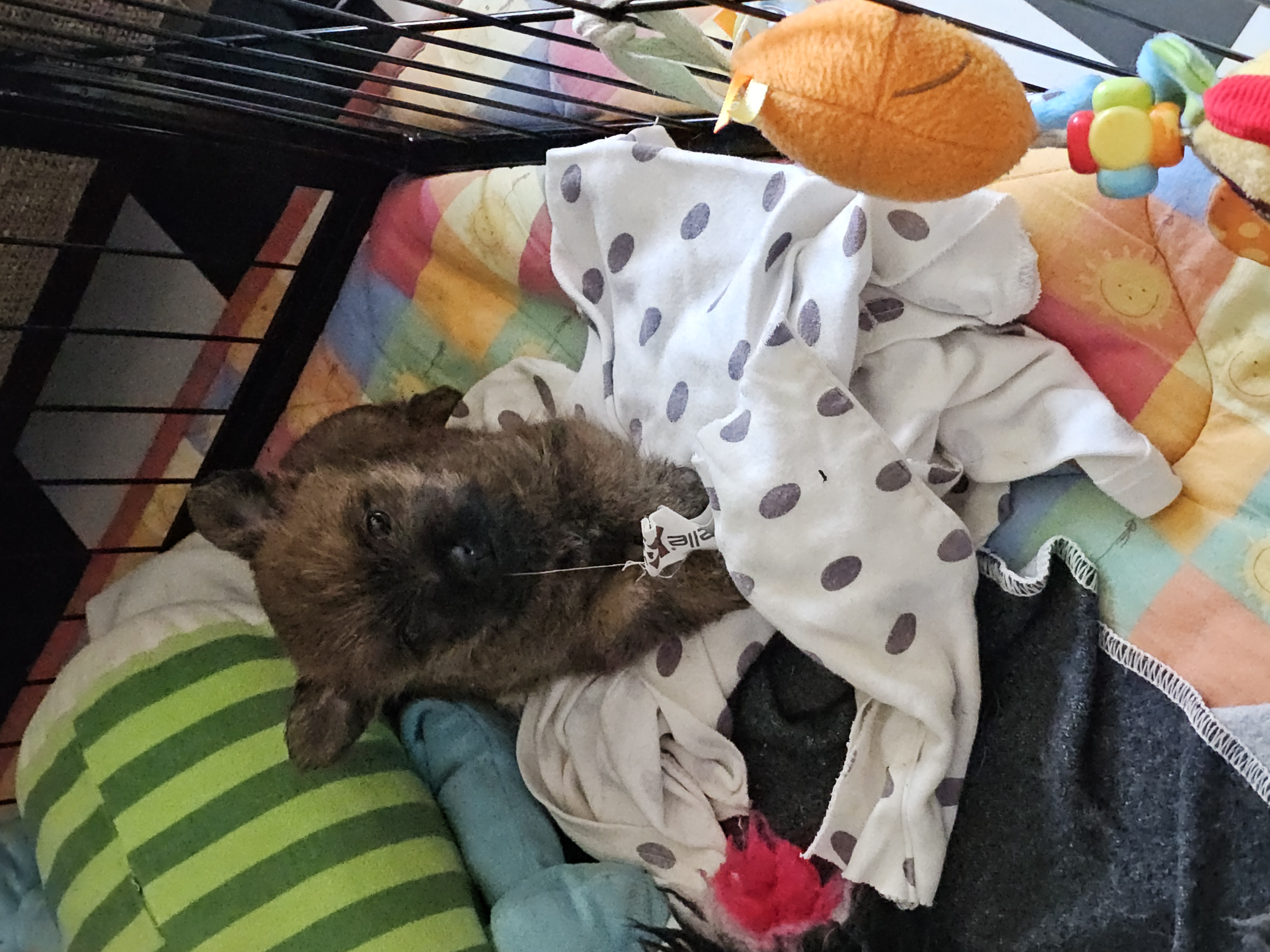 Vun Attilbrigga Cairn Terrier