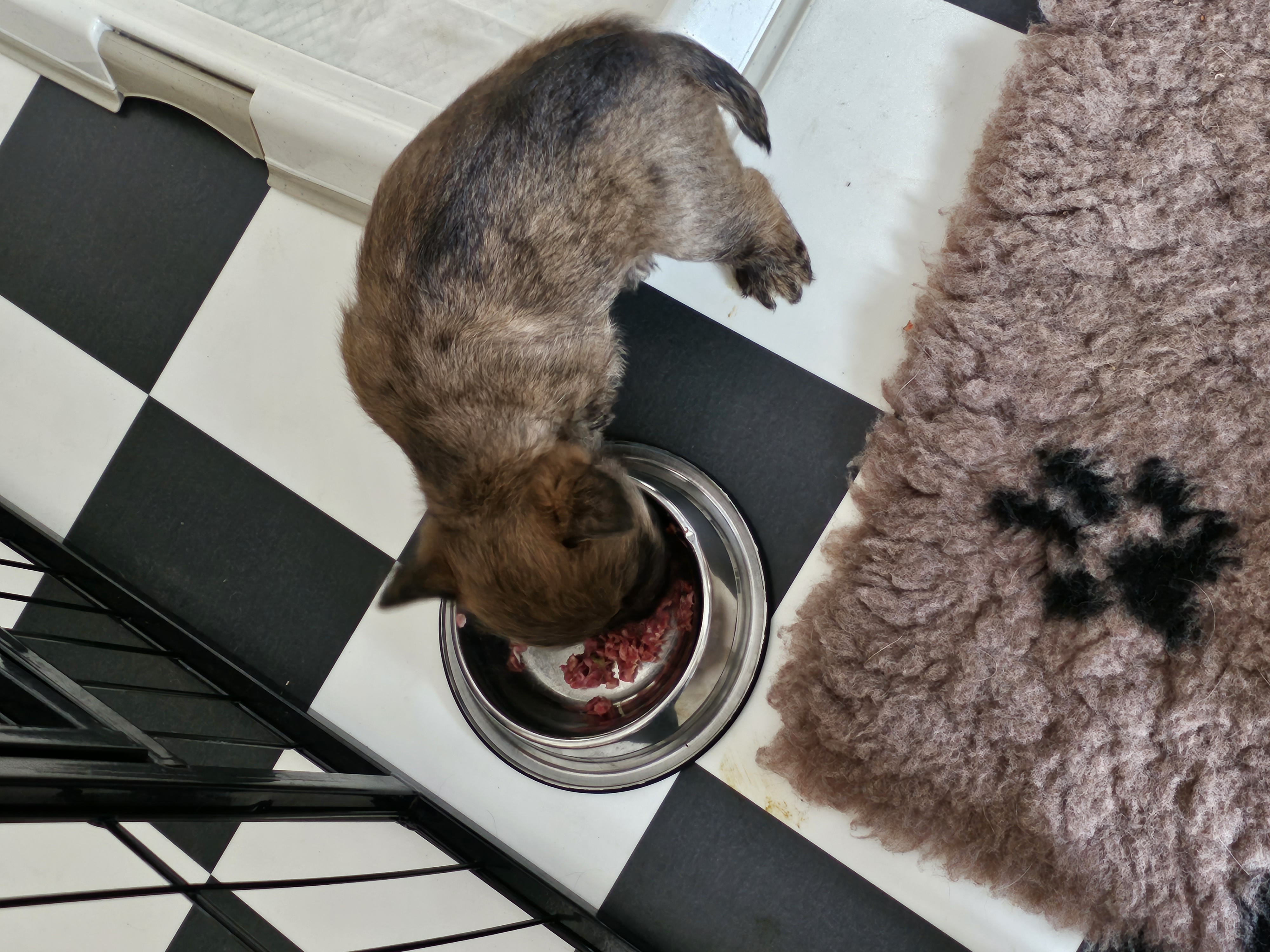 Vun Attilbrigga Cairn Terrier