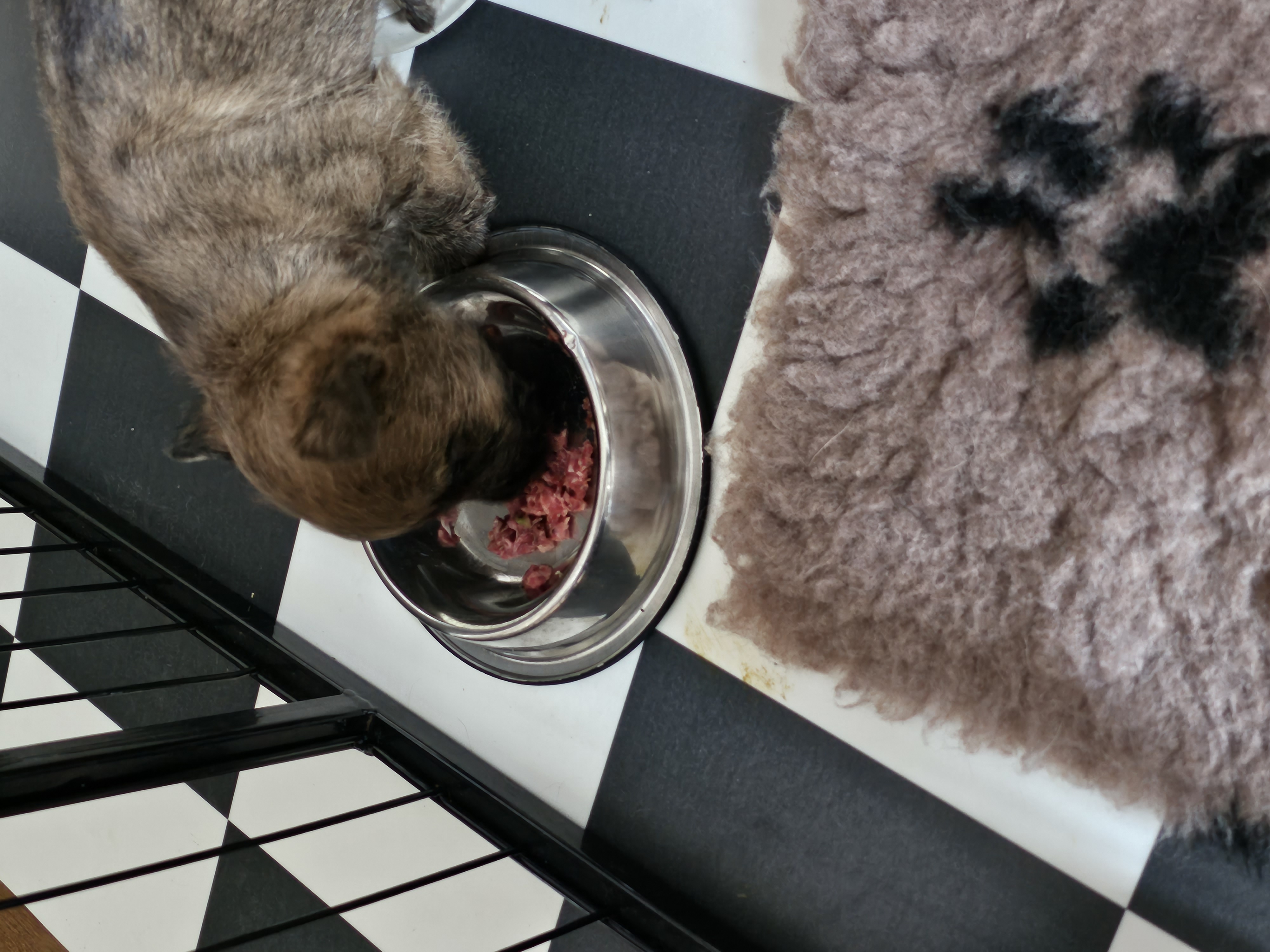 Vun Attilbrigga Cairn Terrier