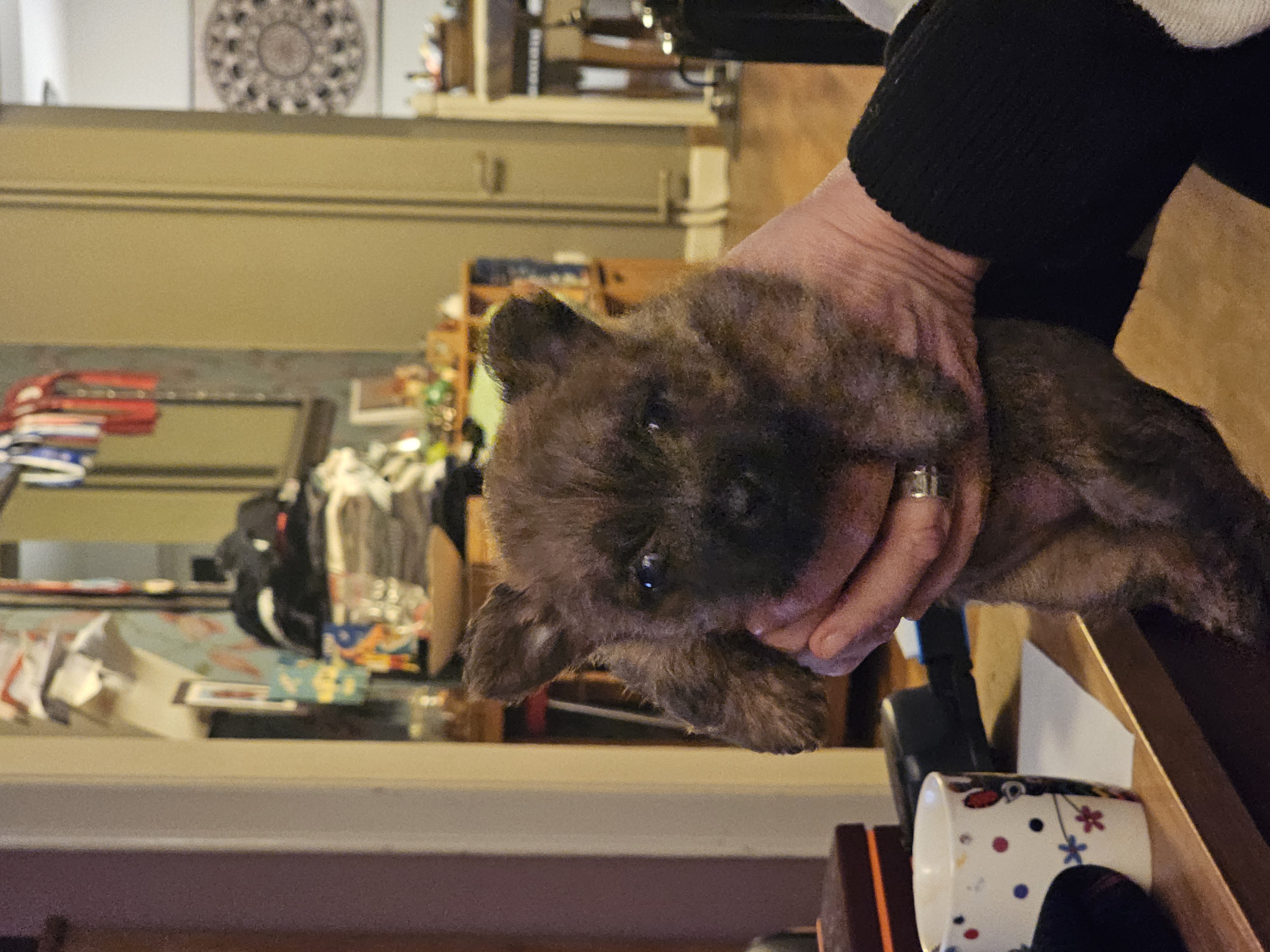 Vun Attilbrigga Cairn Terrier