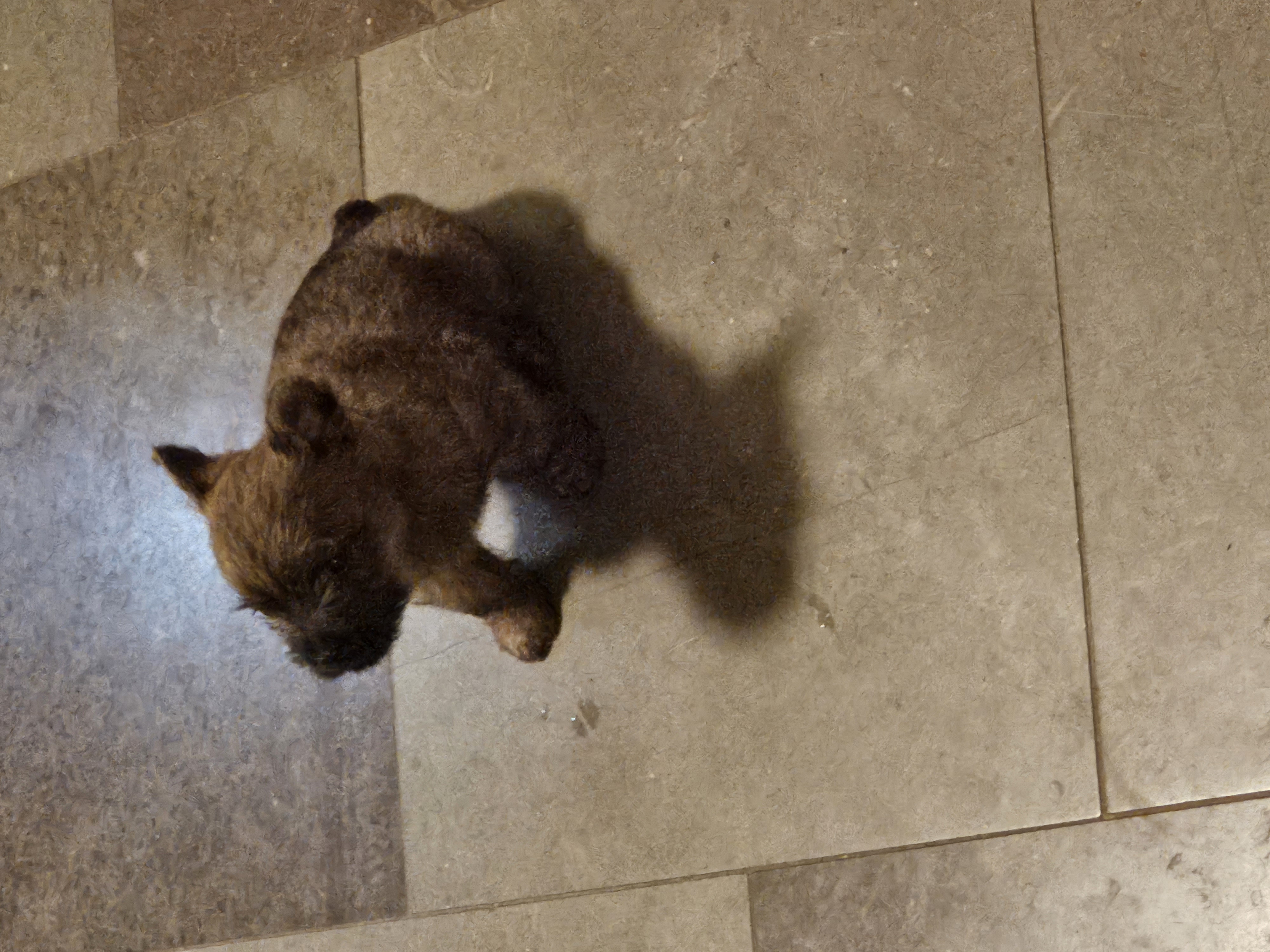 Vun Attilbrigga Cairn Terrier