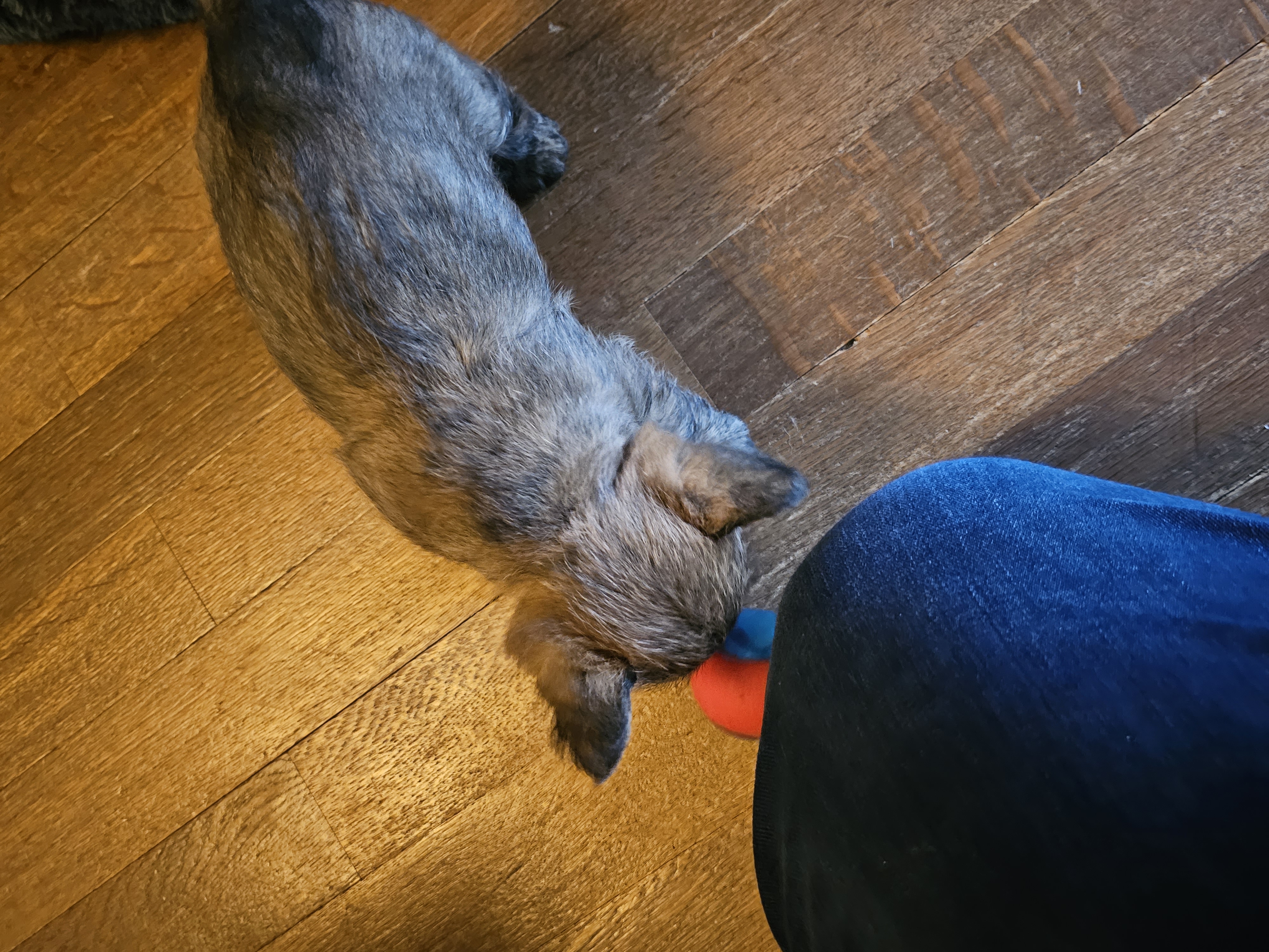 Vun Attilbrigga Cairn Terrier