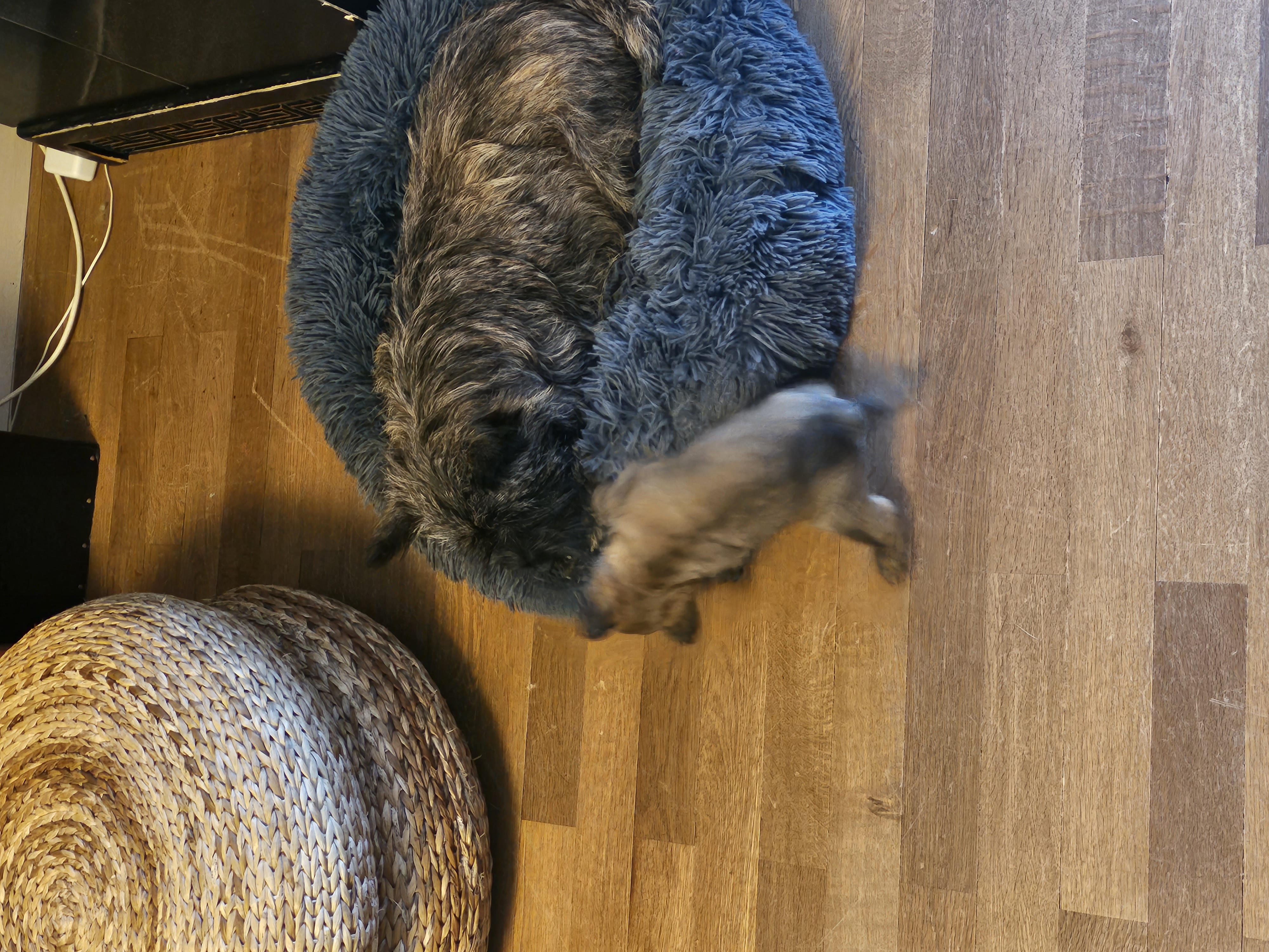 Vun Attilbrigga Cairn Terrier