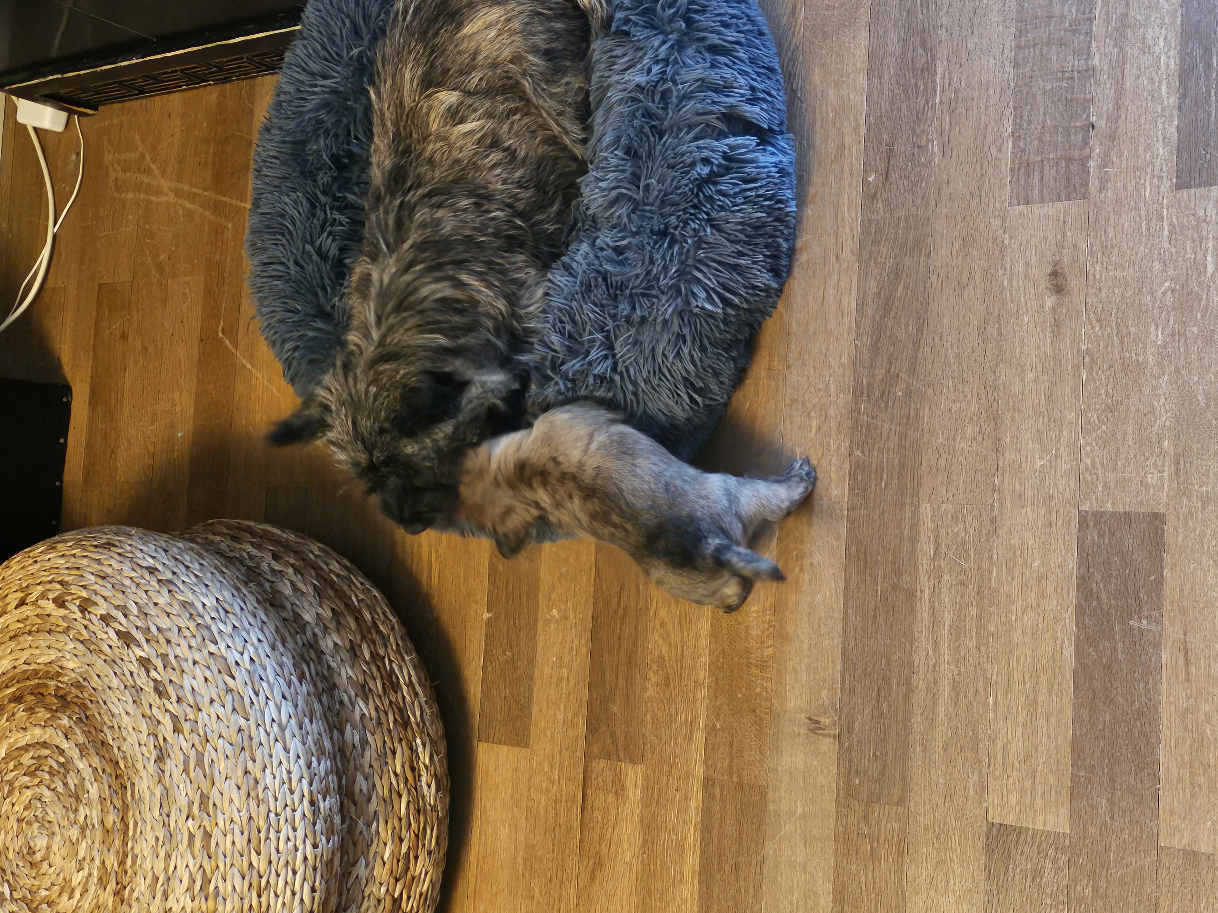 Vun Attilbrigga Cairn Terrier