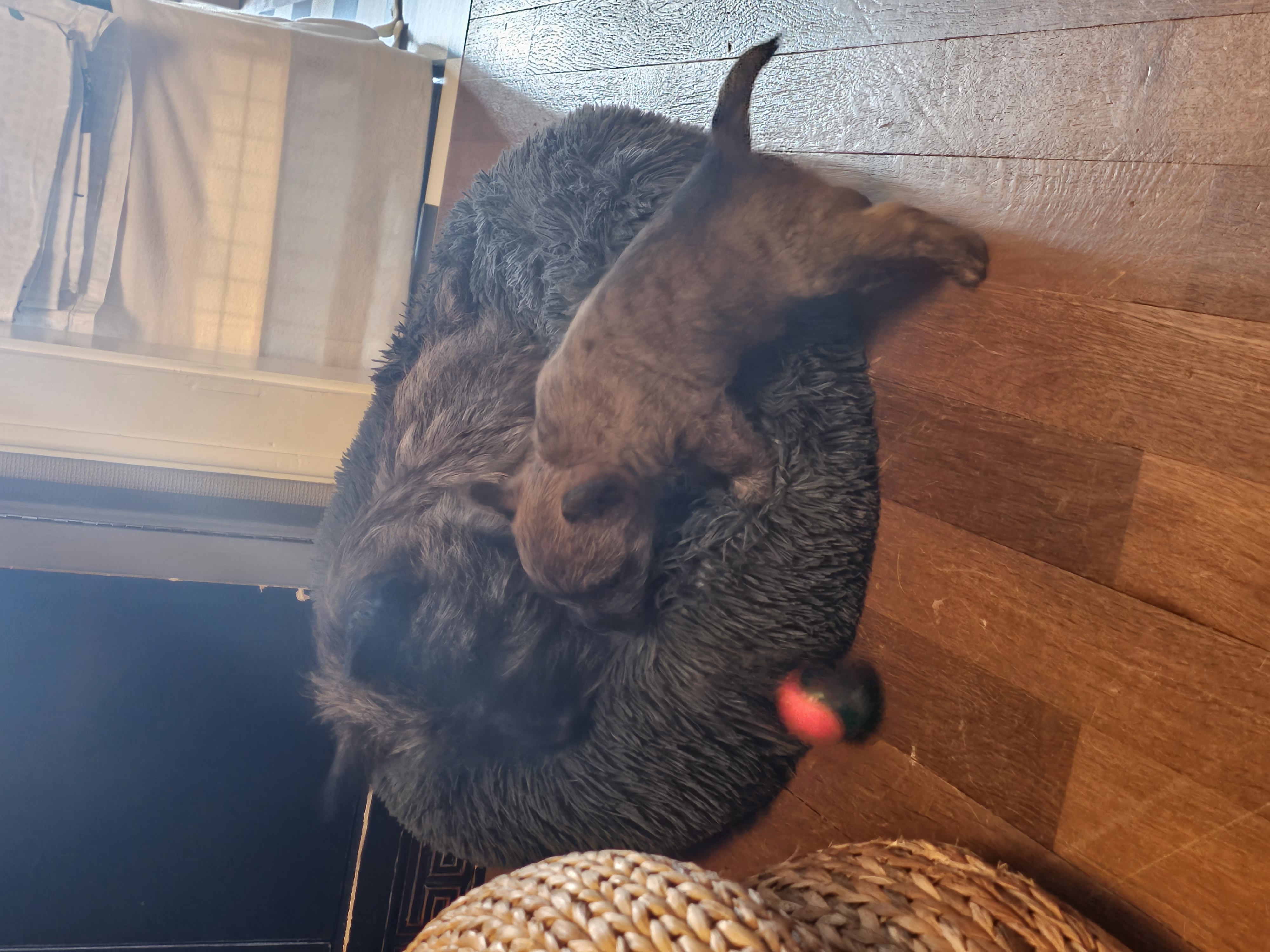 Vun Attilbrigga Cairn Terrier