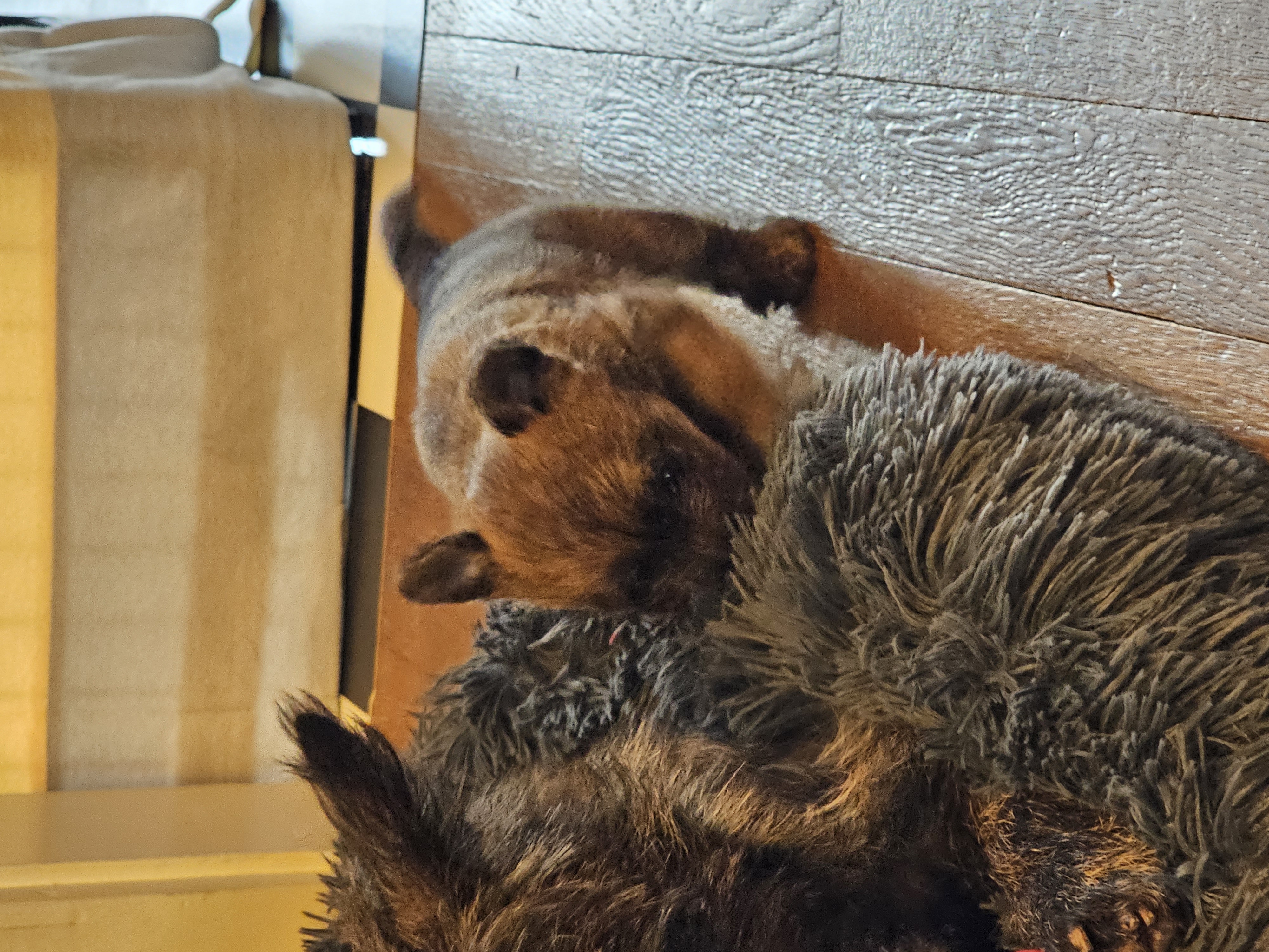 Vun Attilbrigga Cairn Terrier
