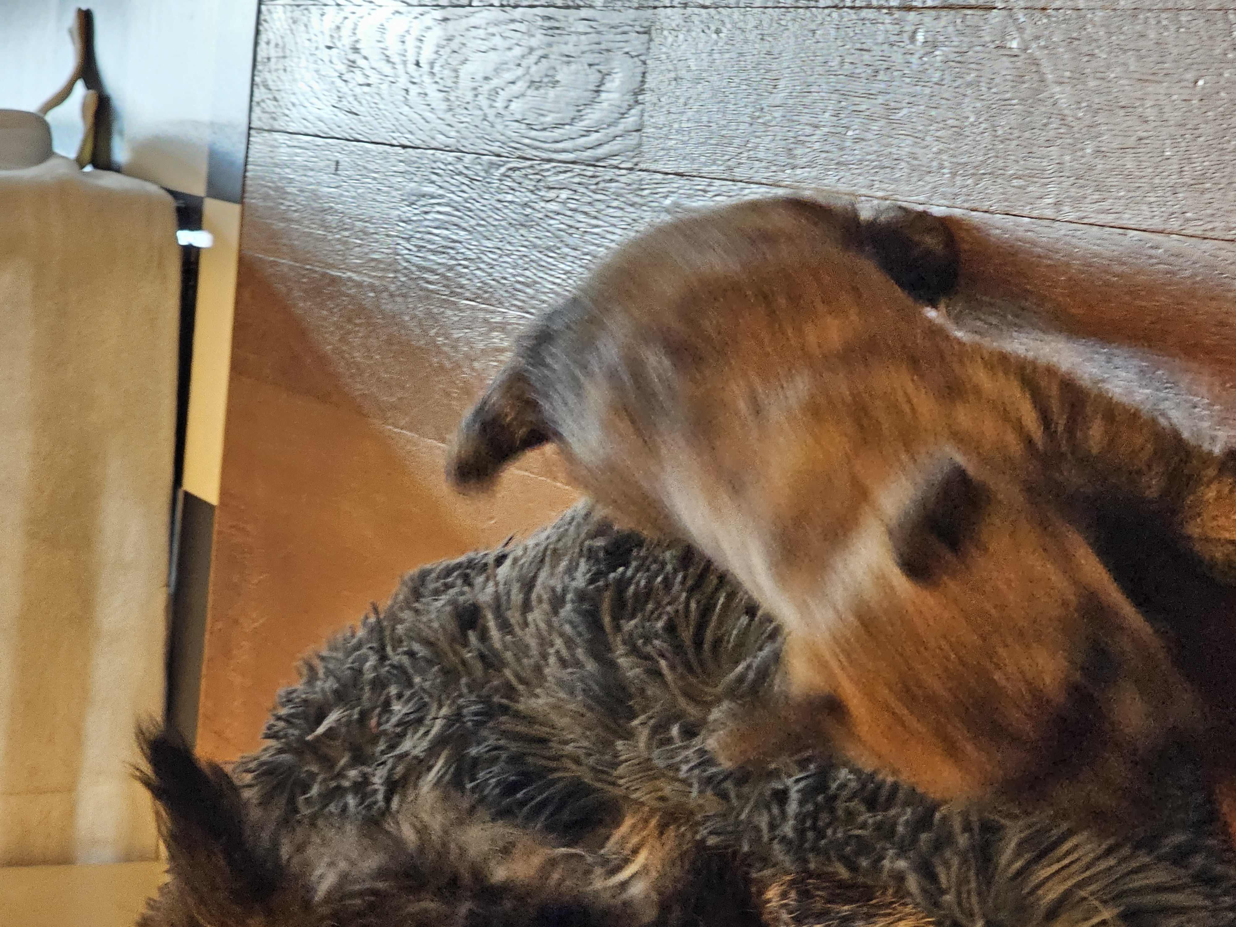 Vun Attilbrigga Cairn Terrier