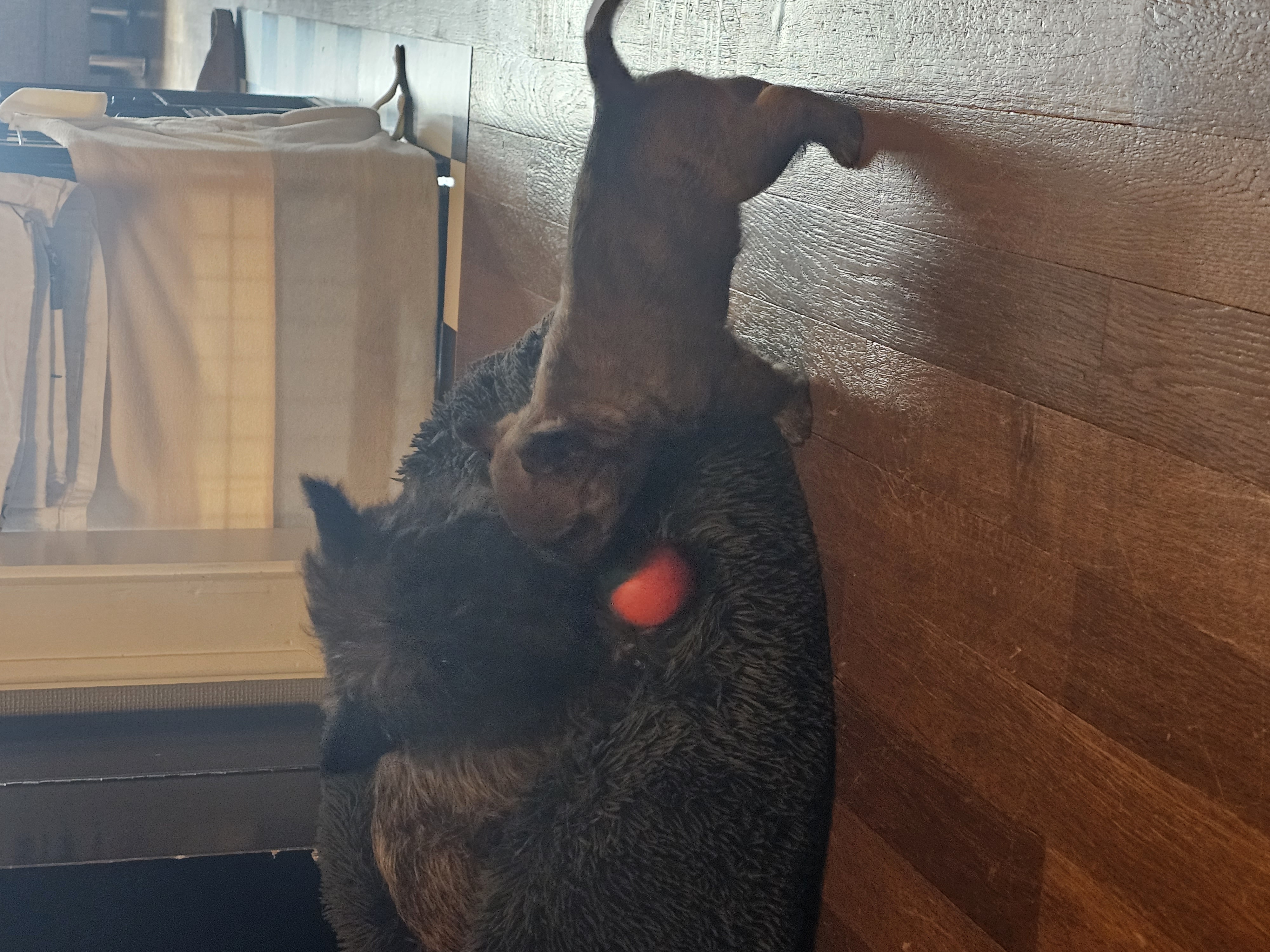 Vun Attilbrigga Cairn Terrier
