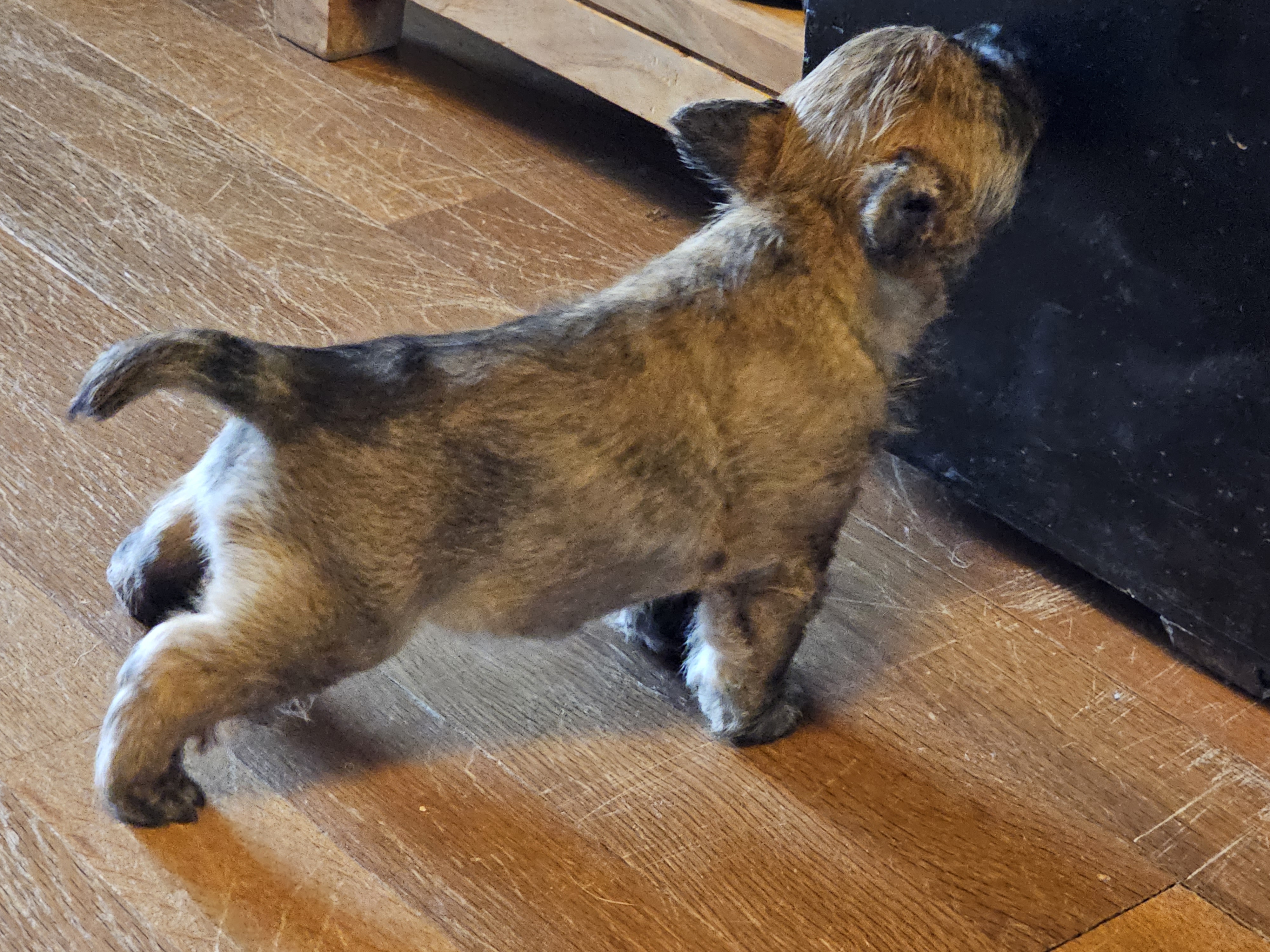 Vun Attilbrigga Cairn Terrier